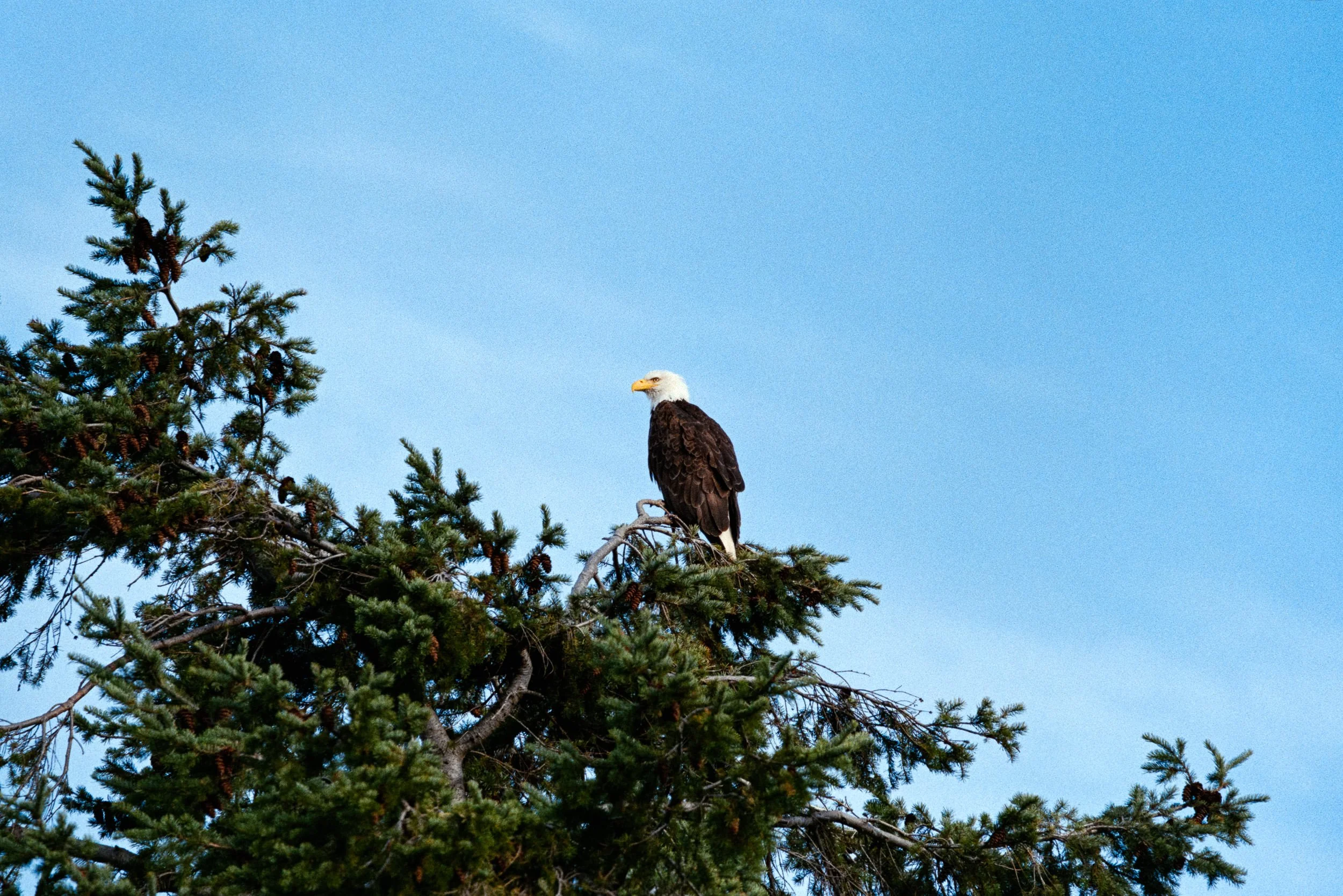 RFerand_C114-Elan7-Superia200_14-Edit-2_Bald Eagle - Neck Point_SD_WEB.jpg