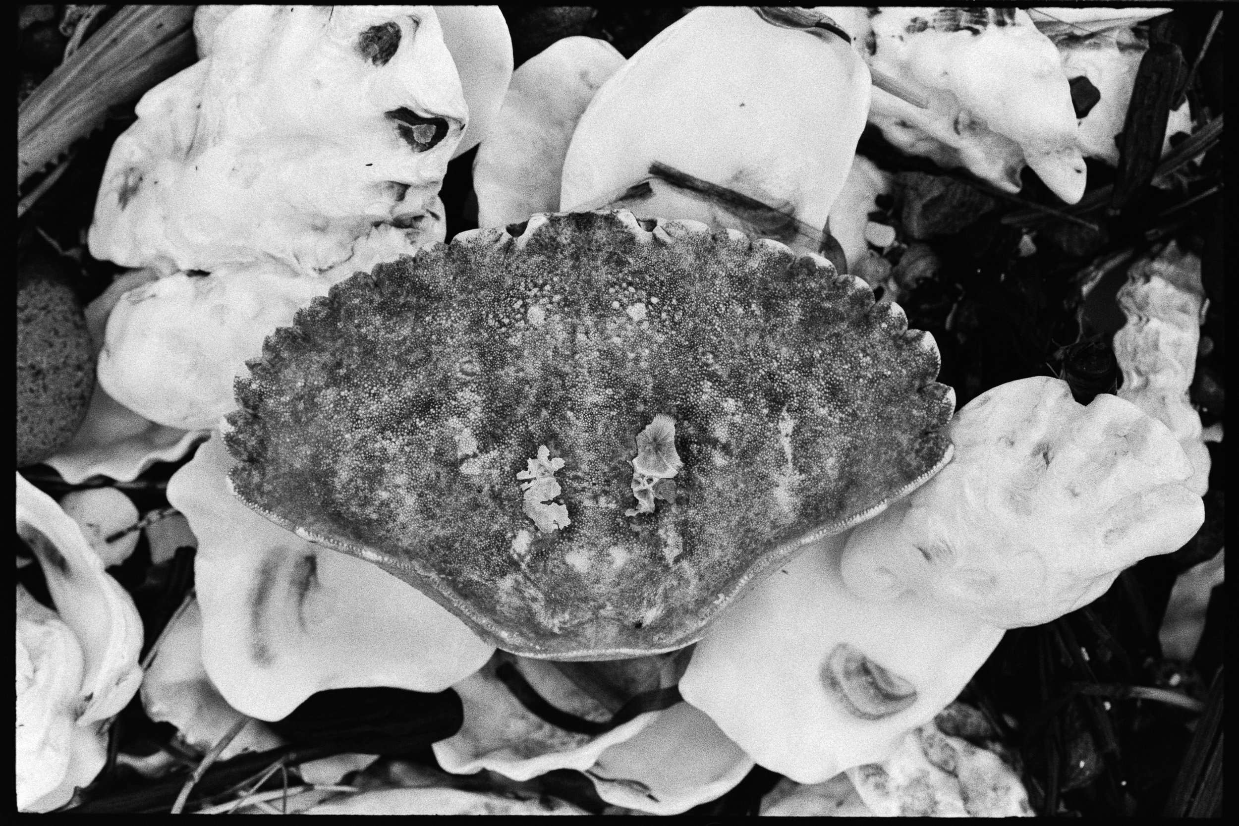 RFerand_BnW74_Elan7_Pan400(800iso)_12-Salish Details-SD.jpg