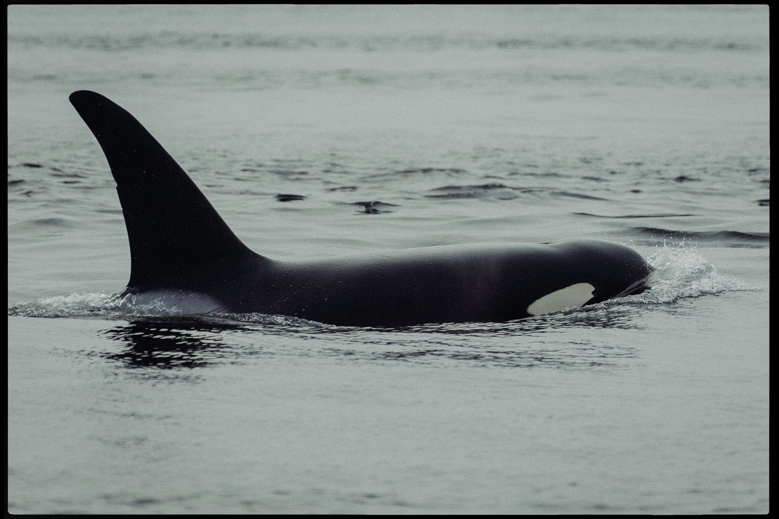 RFerand-20170907__31T7051-dng_DxO-Orca-HD.jpg