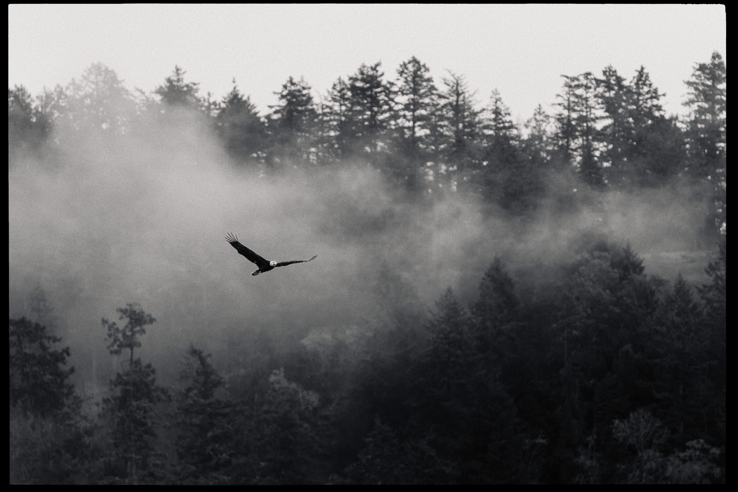 A black and white photograph of a mountain landscape with trees and fog. A large bird, possibly a vulture, is flying low over the forest.