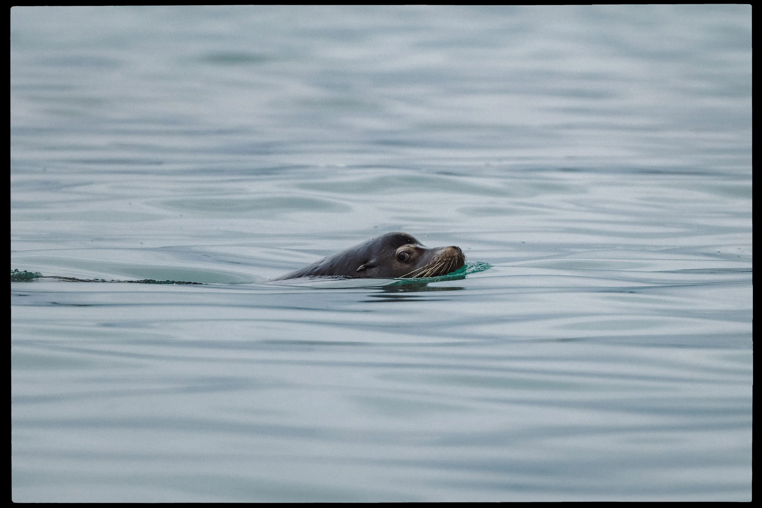RFerand_20250311_R5_0054-CR3_dxo-Nanoose Bay-HD.jpg