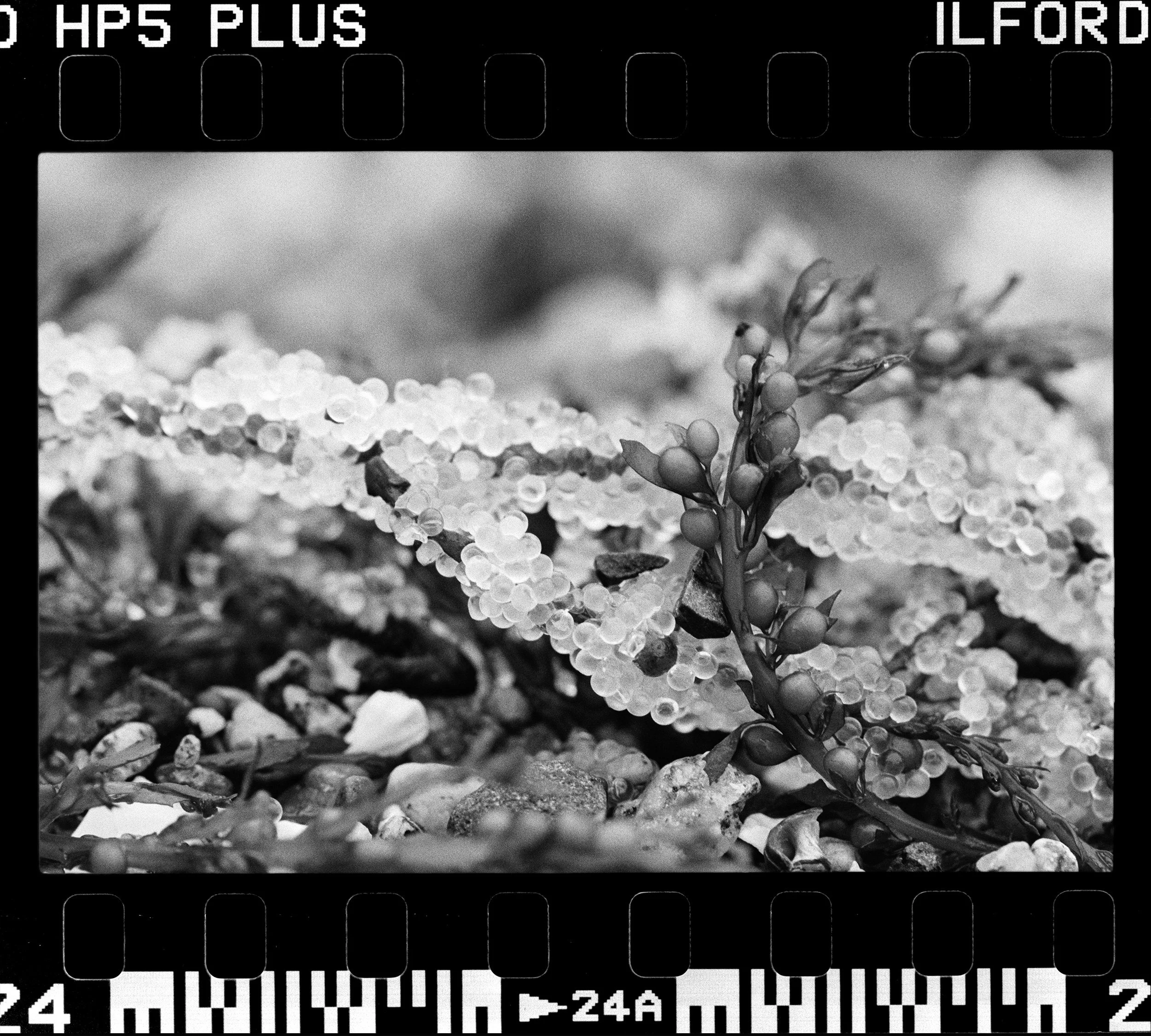 RFerand_BnW73_Elan7_HP5_35-Herring Roe - Kye Bay-HD.jpg
