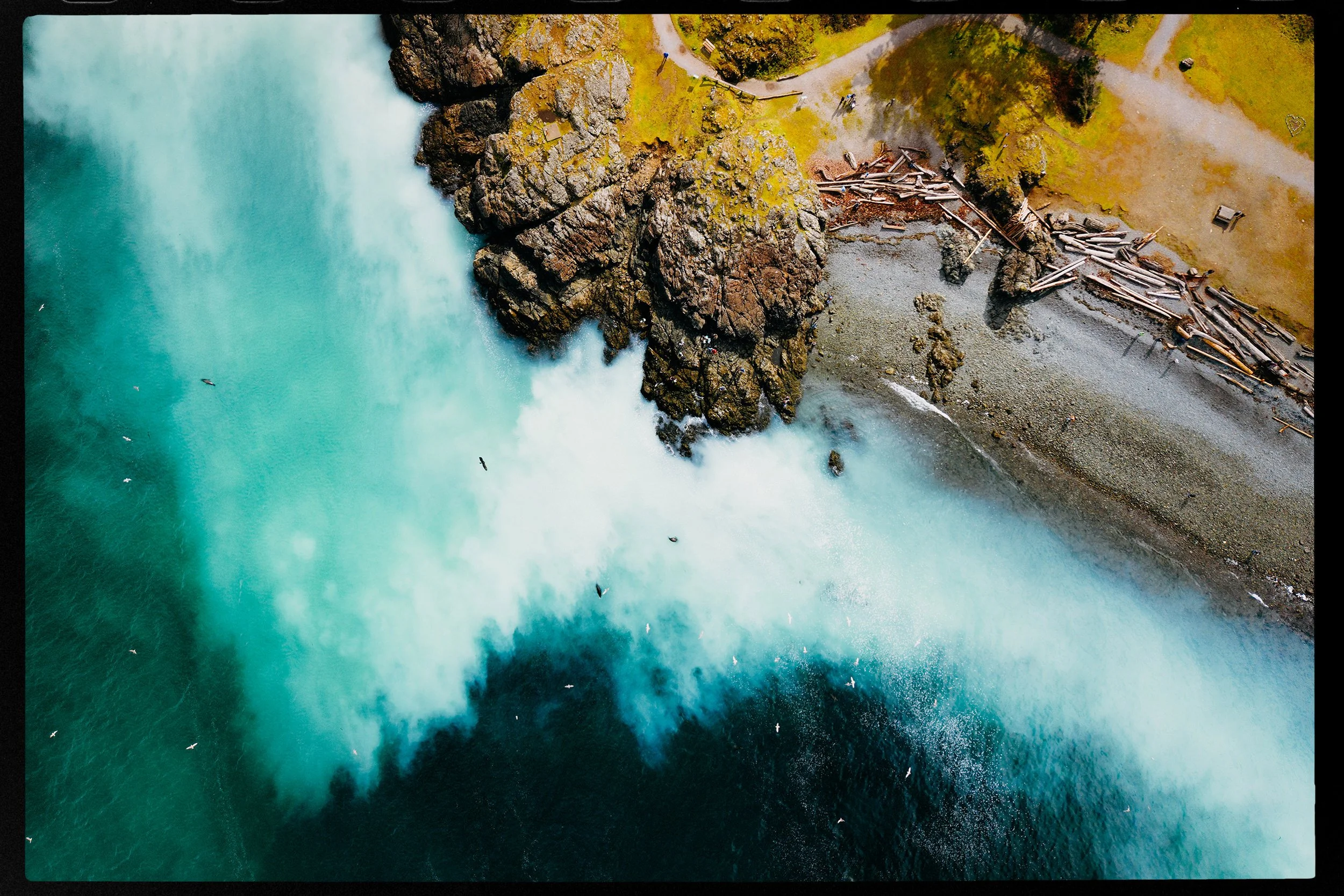 The Pacific Herring Spawn