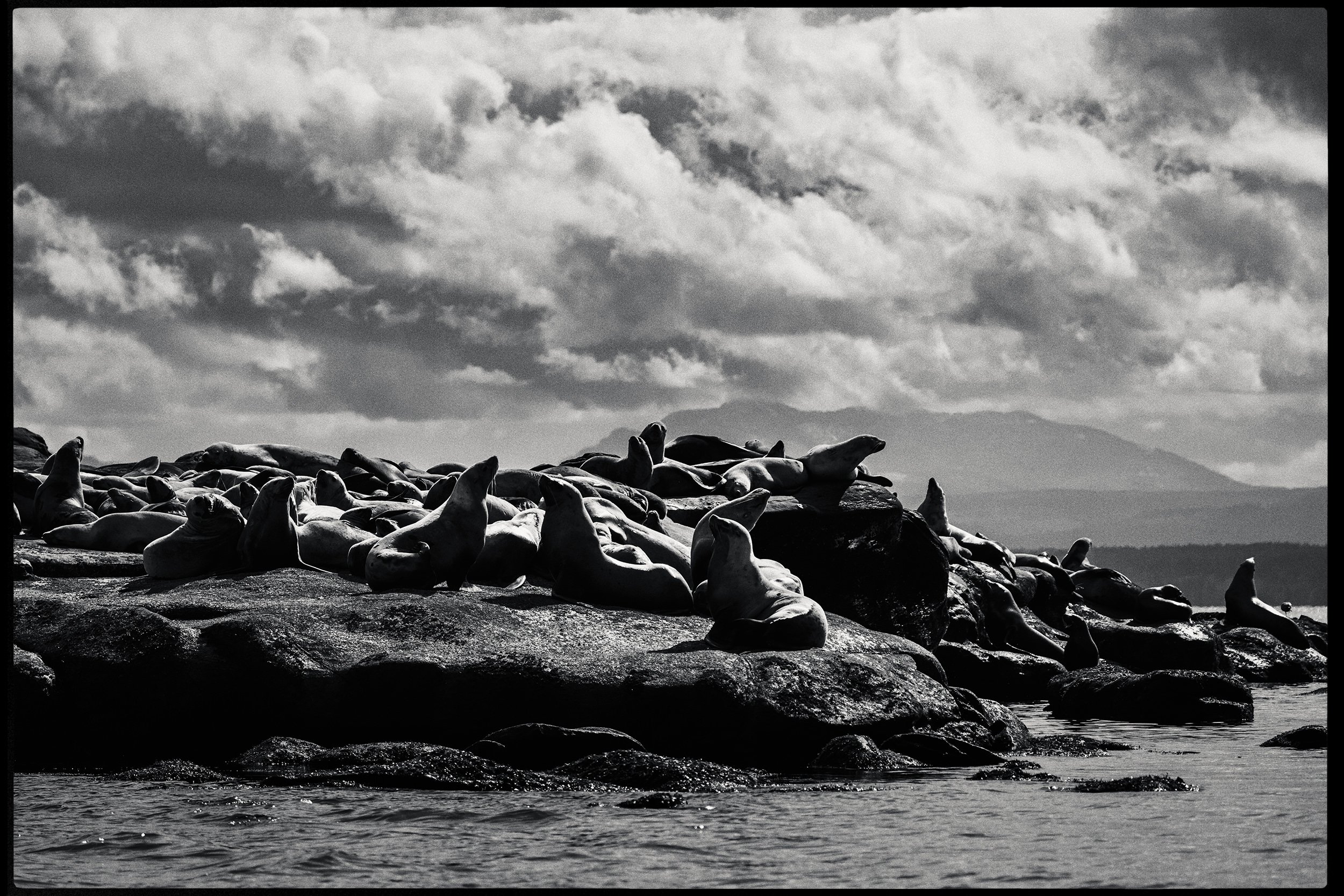 260322-RF-A1-9959-Edit-Sea-Lion-Norris-Rock-HD.jpg