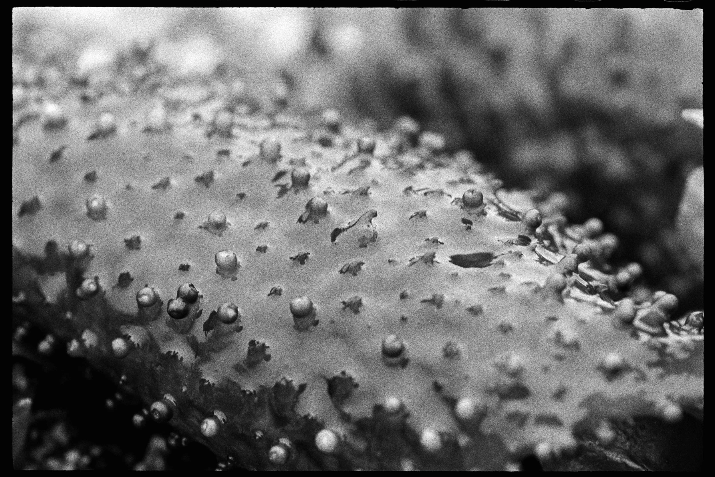 RFerand_BnW73_Elan7_HP5_29-Salish Details-SD.jpg