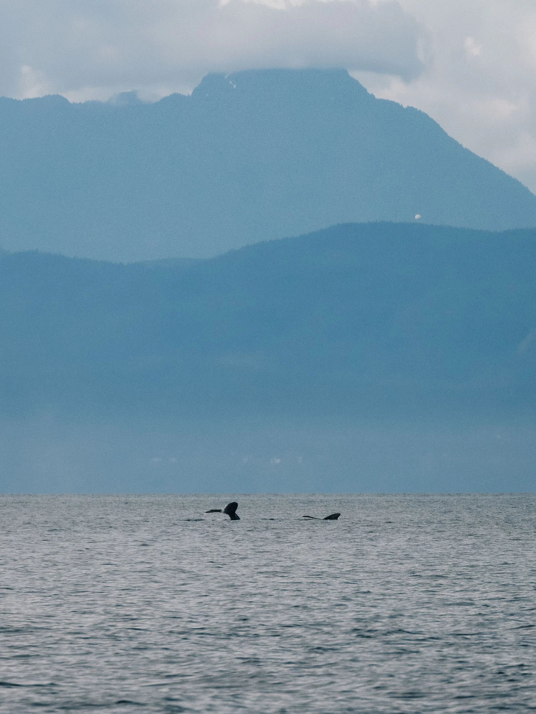 20250702-RFerand_20250702_R5_9584-DxO_Humpbacks - Neck Point Park_SD.jpg