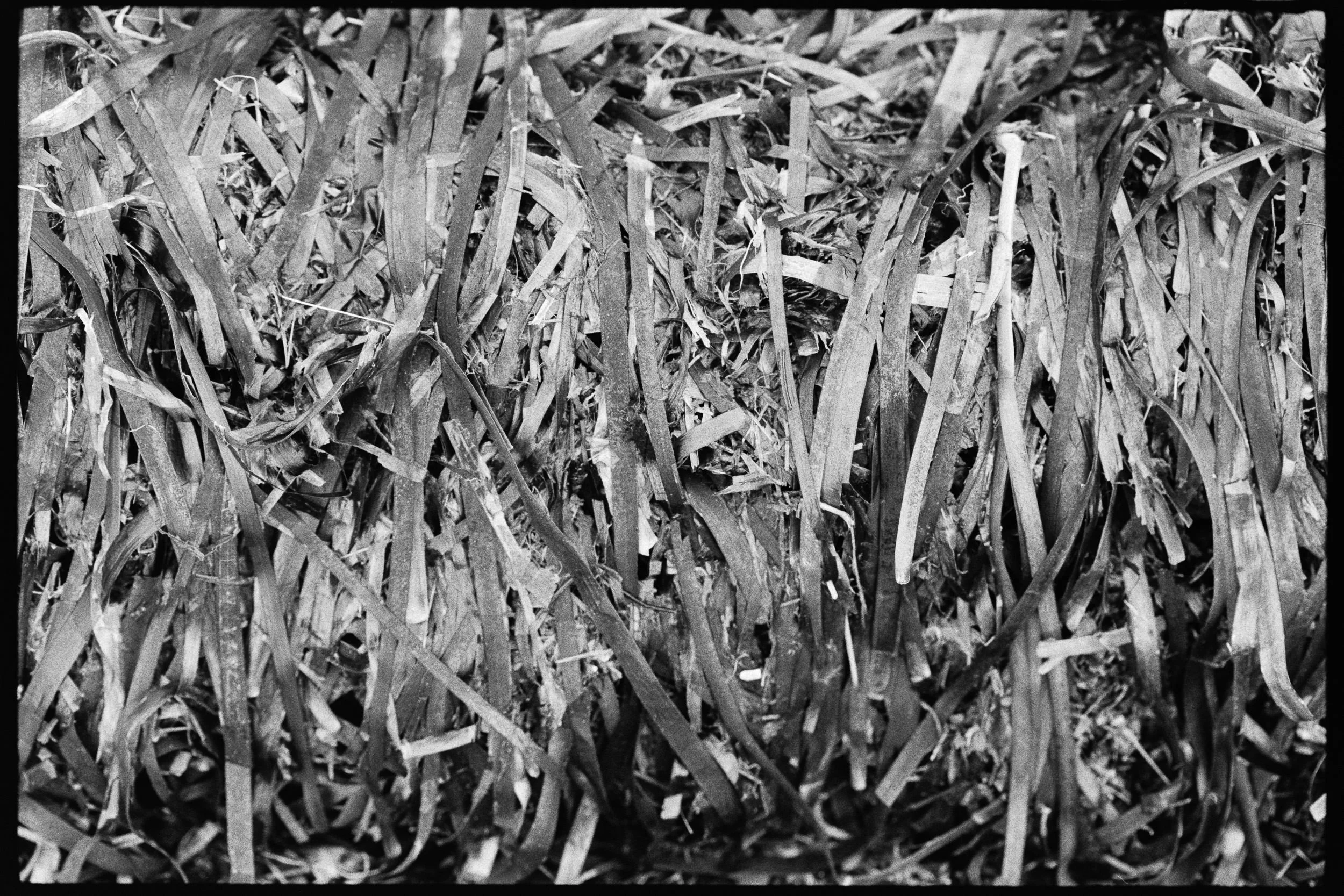 RFerand_BnW74_Elan7_Pan400(800iso)_14-Salish Details-SD.jpg
