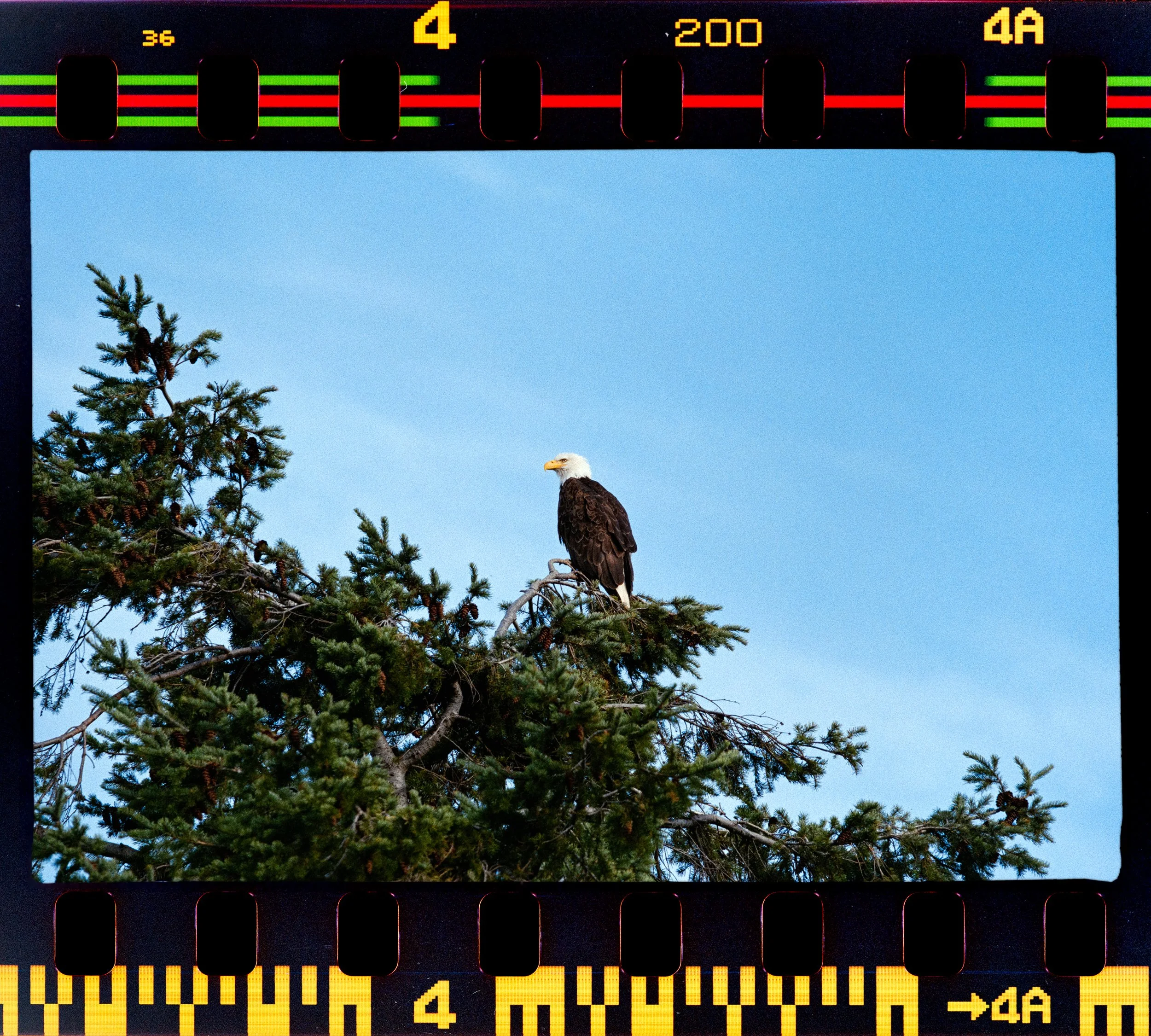 A tall pine tree with pinecones and an eagle perched on a branch against a clear blue sky. Some film strip borders and yellow numbers and text are overlaid on the image.