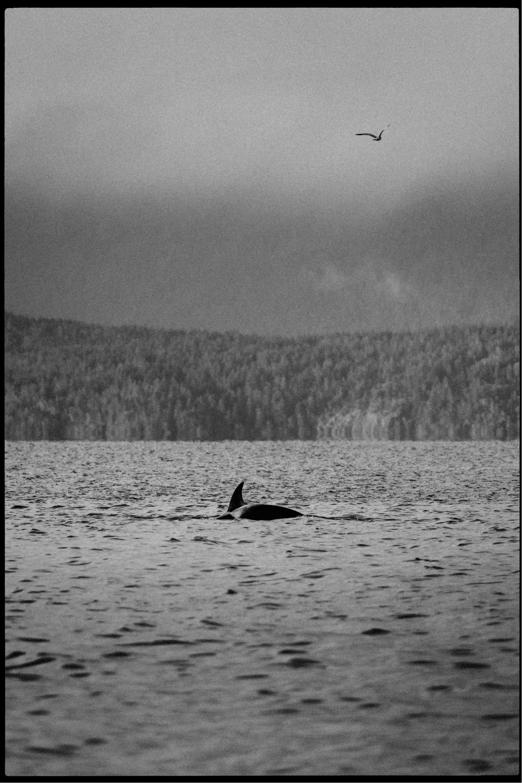 RFerand_20250313_R5_2399-Cottam Point - Nanoose Bay-SD.jpg