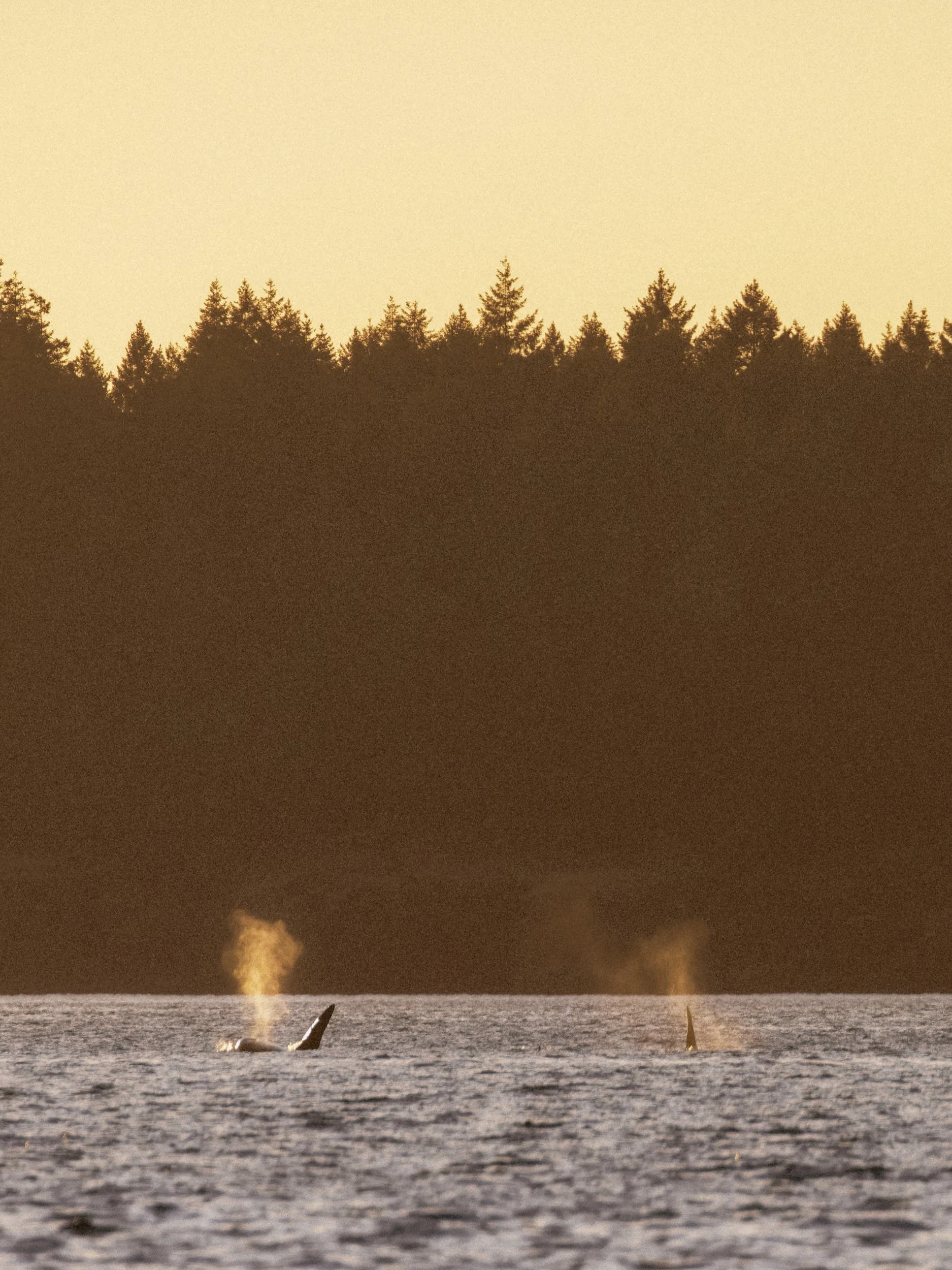 RFerand_20250716_R5_0538-DxO_Biggs Killer Whales - Lantzville_SD.jpg