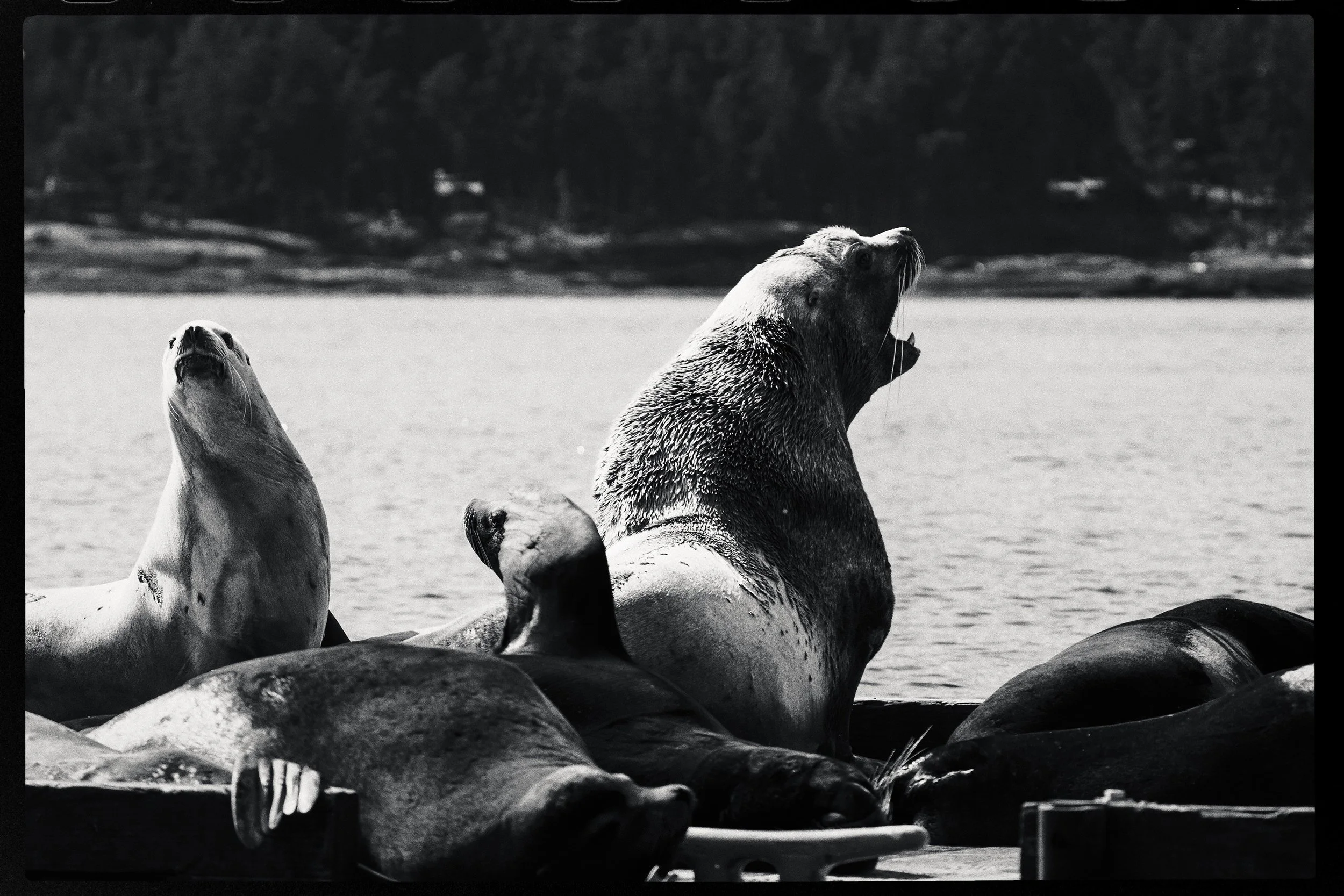 260322-RF-A3-0794-Edit-2-Sea-Lions-Fords-Cove-HD.jpg