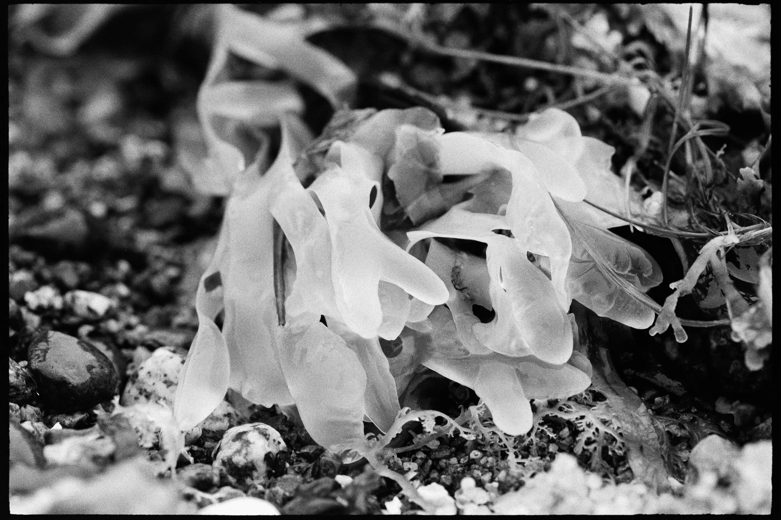 RFerand_BnW74_Elan7_Pan400(800iso)_02-Salish Details-SD.jpg