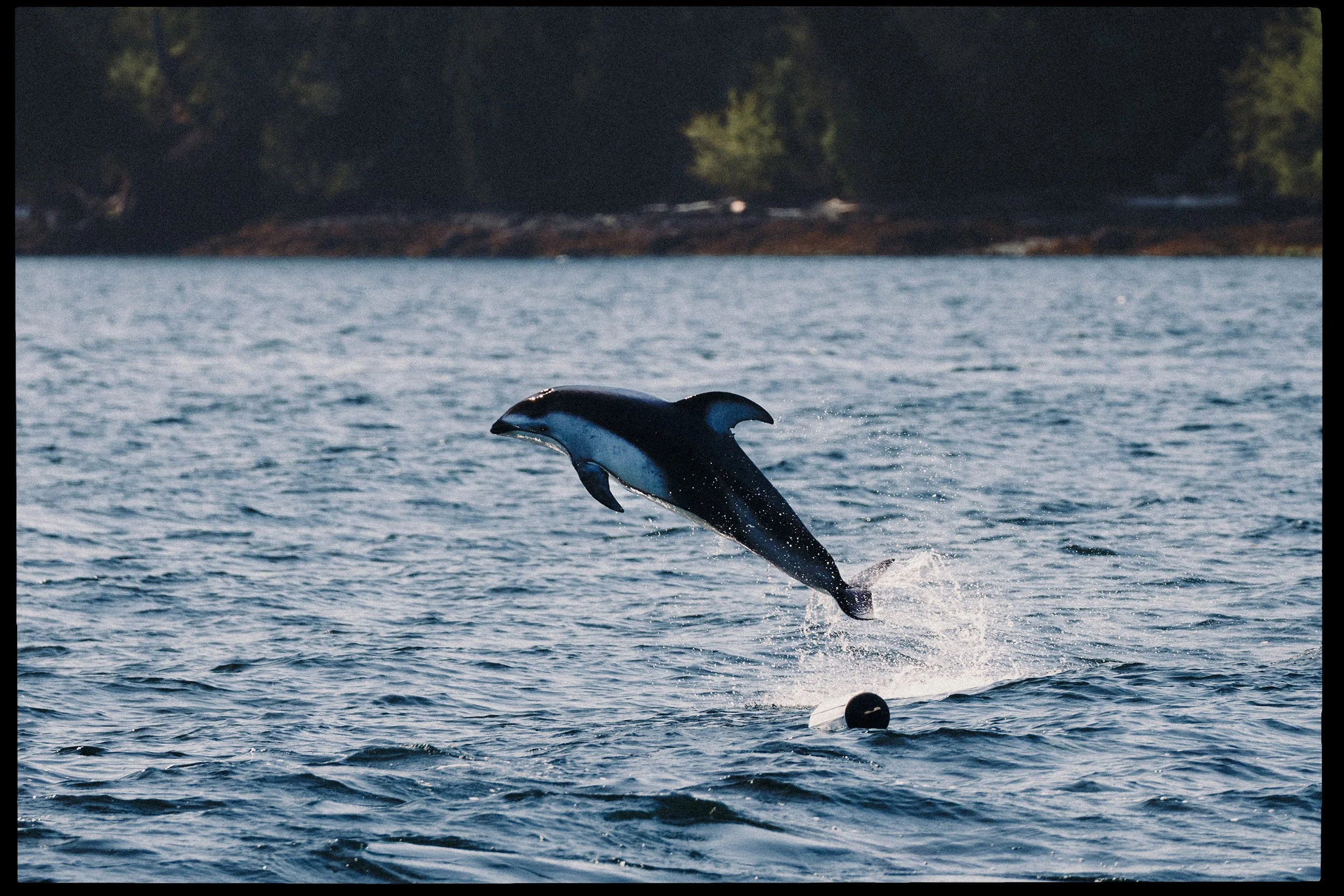260505-RF-A1-0293-Pacific-White-Sided-Dolphins-HD.jpg
