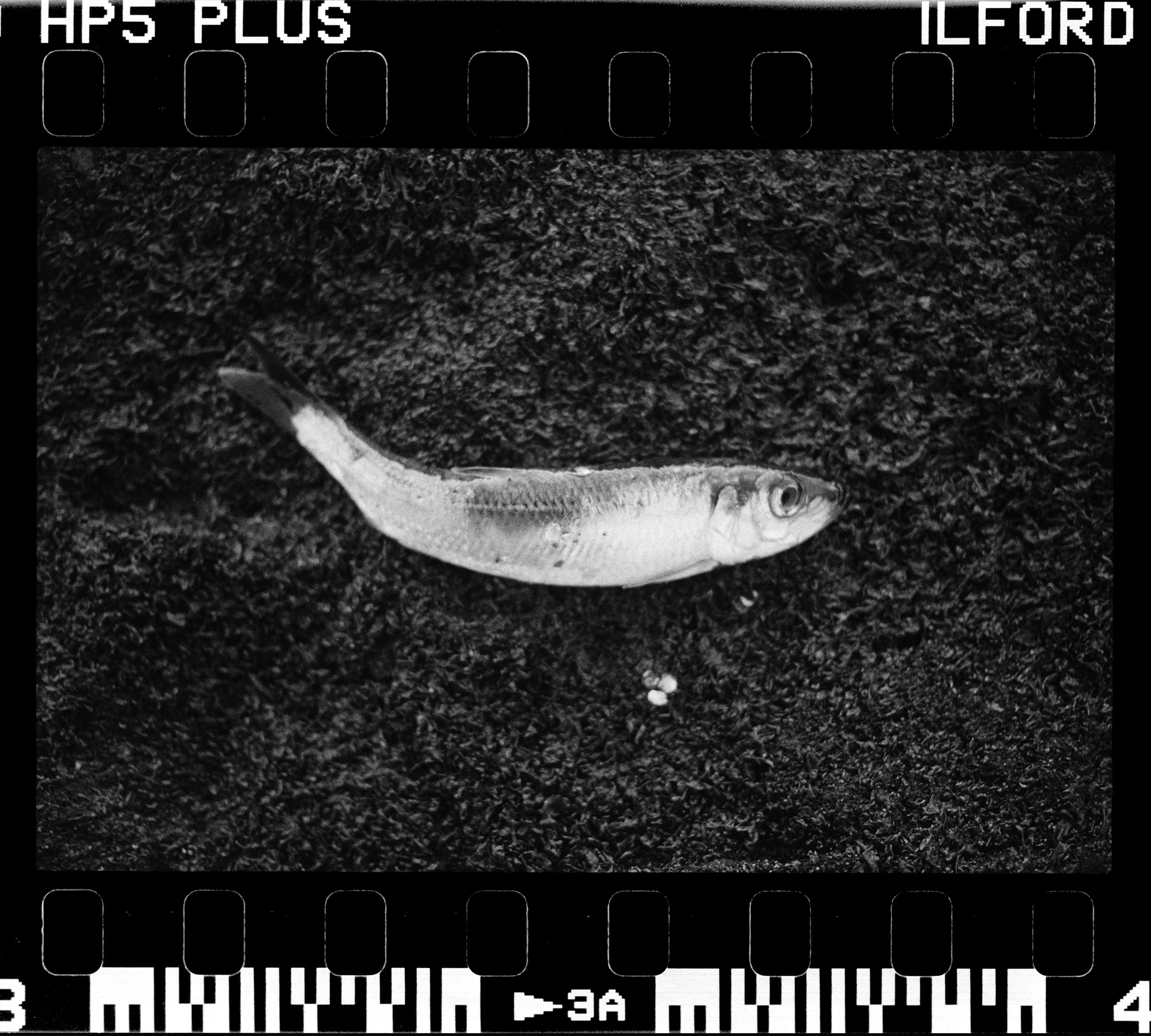 RFerand_BnW77_Elan7_HP5(800iso)_29-Herring Spawn - Norhwest Bay-HD.jpg