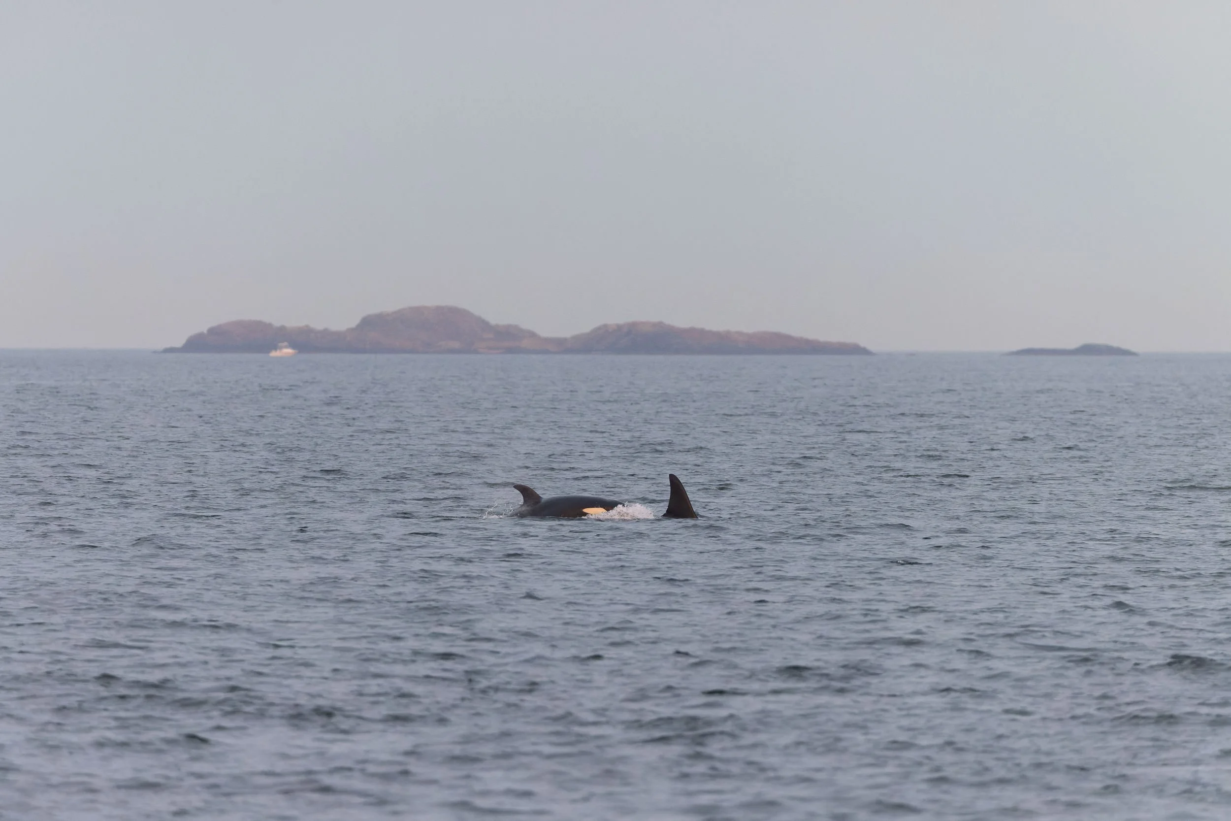 RFerand_20230922_R5_5253-DxO_DeepPRIME XD3--SD.jpg