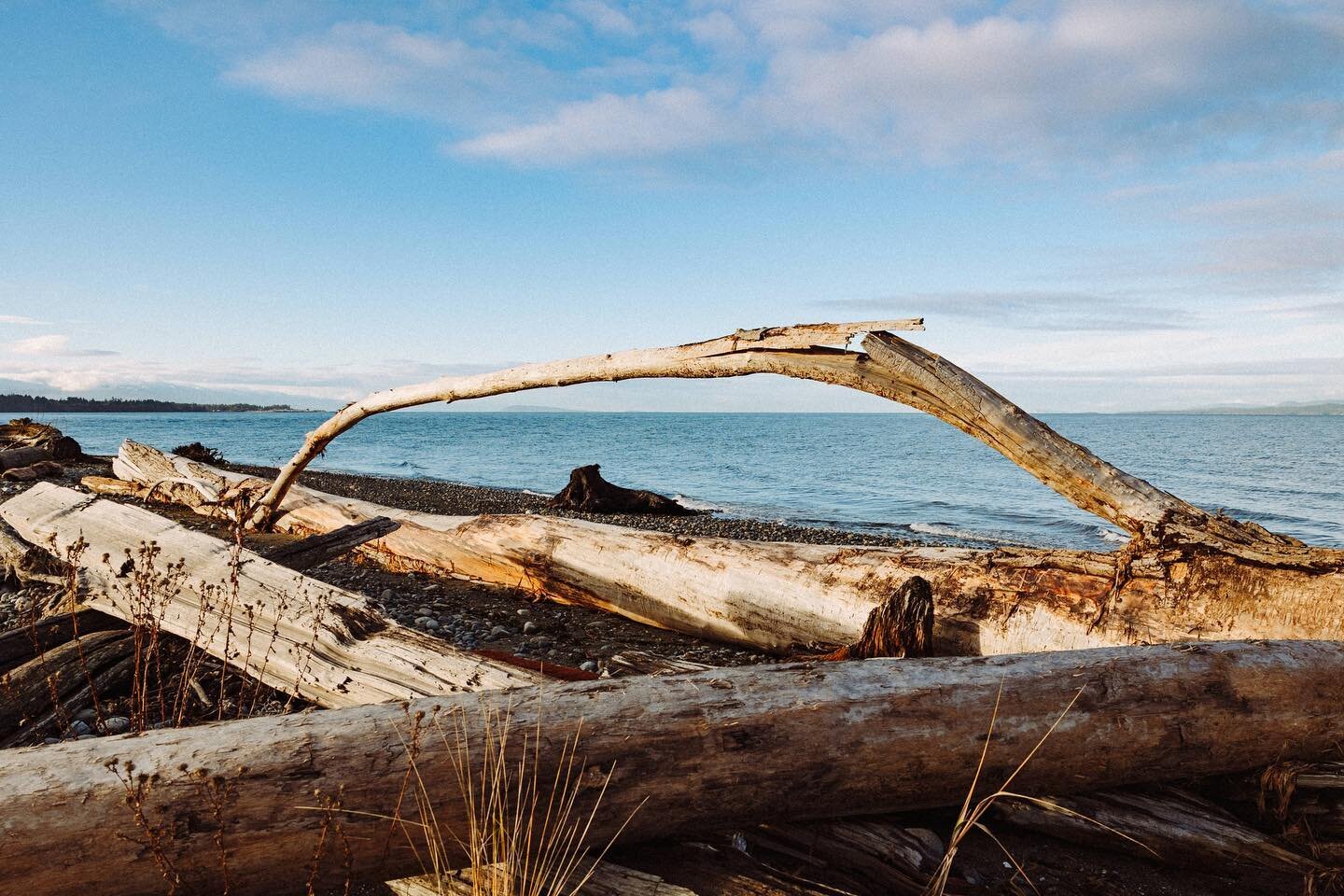 Driftwood&rsquo;s are common on the beaches of Vancouver Island and often you can find interesting shapes. 

#ShotOnCanon R6 with RF 24-70 F/2.8 IS 

#MyPQB #ExperienceVancouverIsland #explorebc