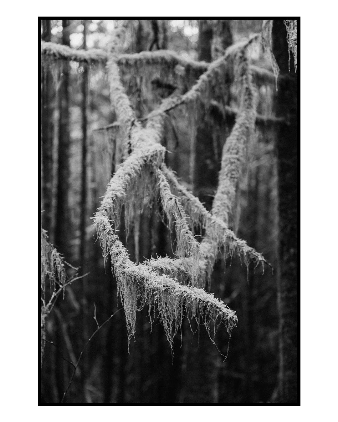 Filtering light through the rainforest on Vancouver Island.
I edited this set two ways — one in colour, one in monochrome. Colour feels easy, the evergreens look beautiful whether in sun, rain, or fog. But in black and white, the eye doesn&rsqu