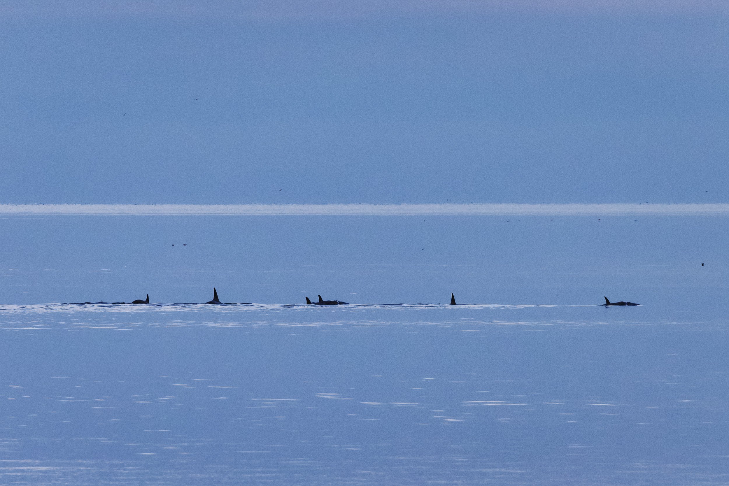 251229_RF_A1_Canon EOS R5 C_3611_Killer Whales - Oak Leaf Bay_SD.jpg