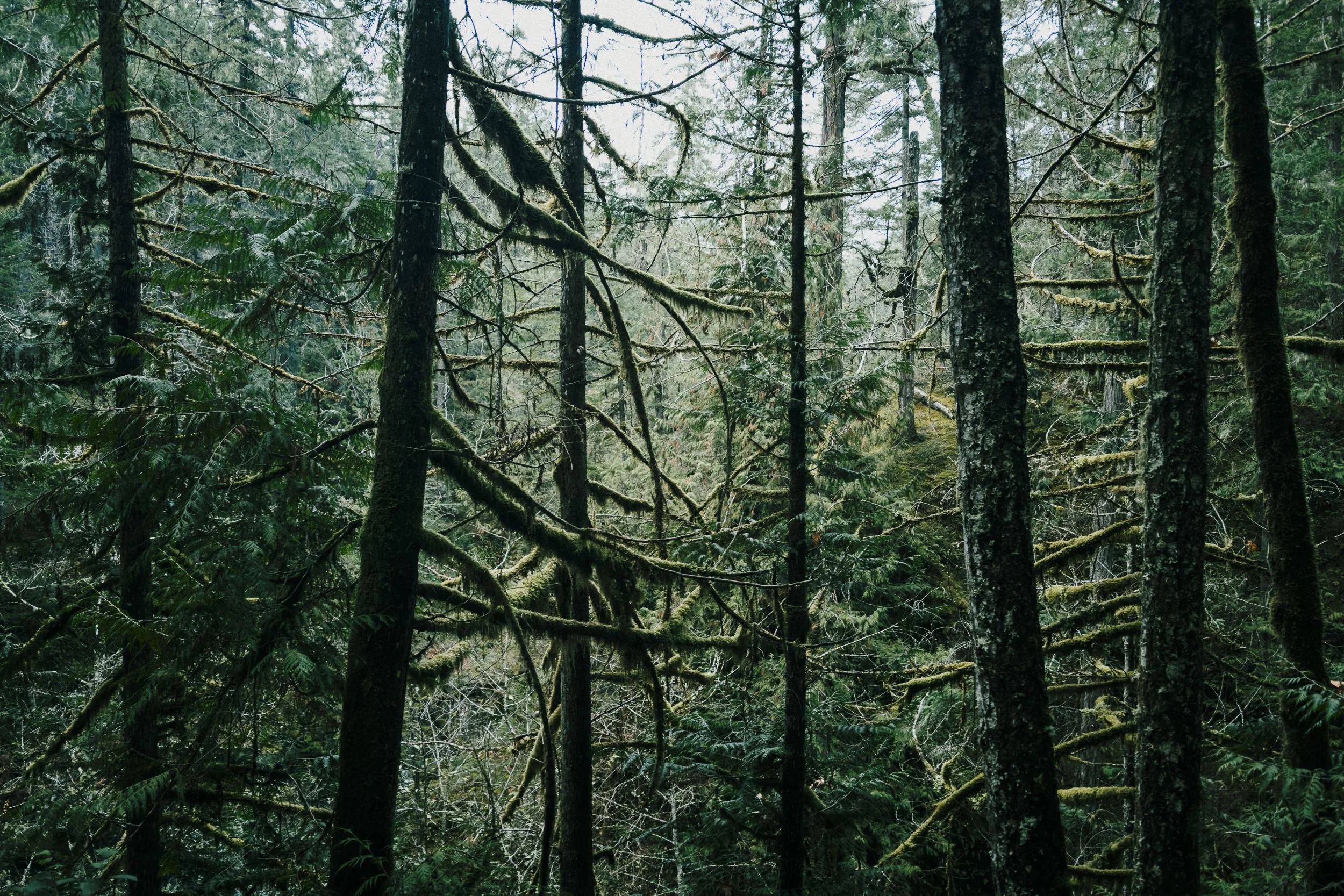 20251123_RFS_iPhone 17 Pro_0650-Little Qualicum Falls-SD.jpg