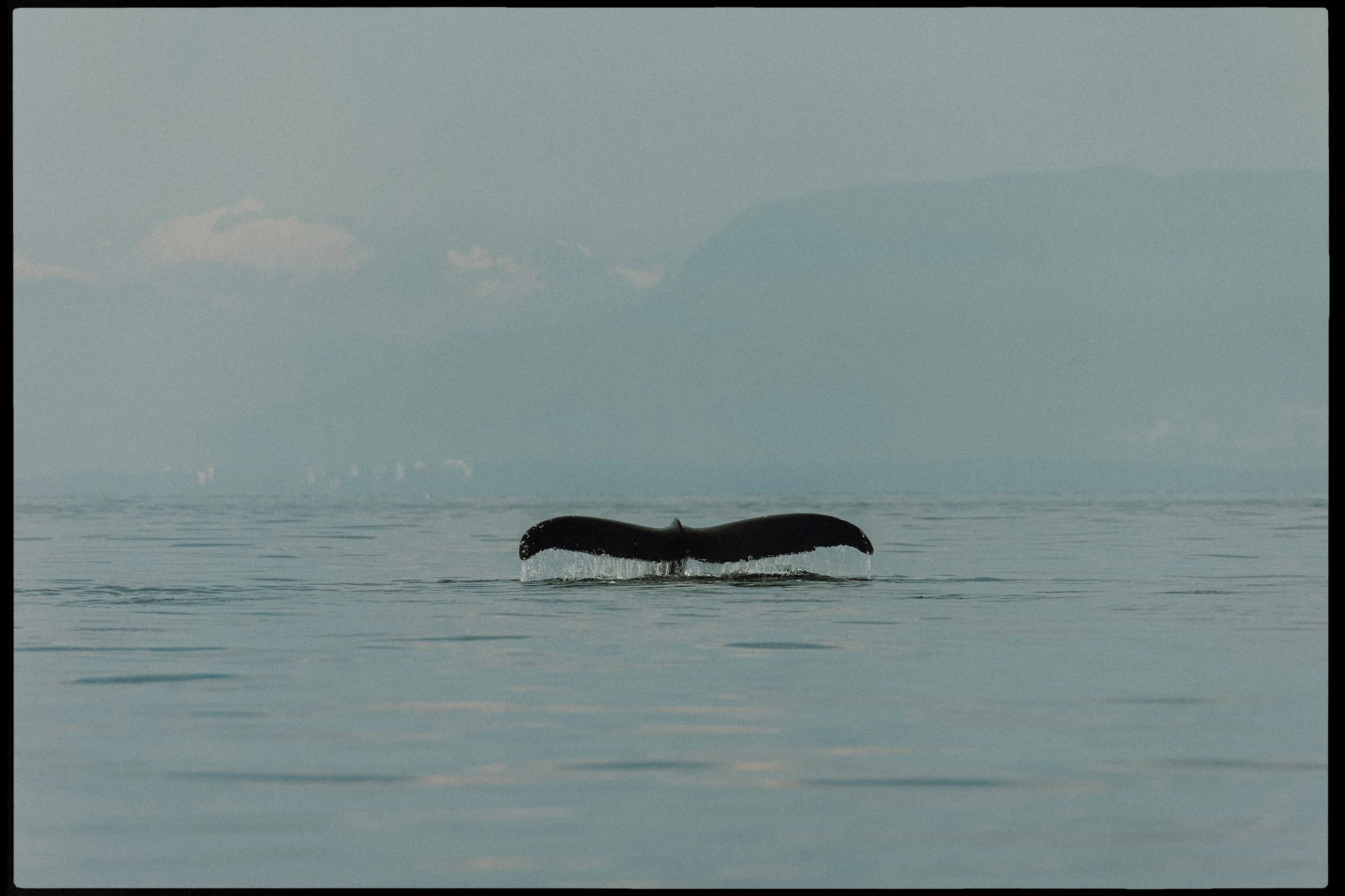 A whale's tail emerging from calm ocean waters, with a distant shoreline and cloudy sky in the background.
