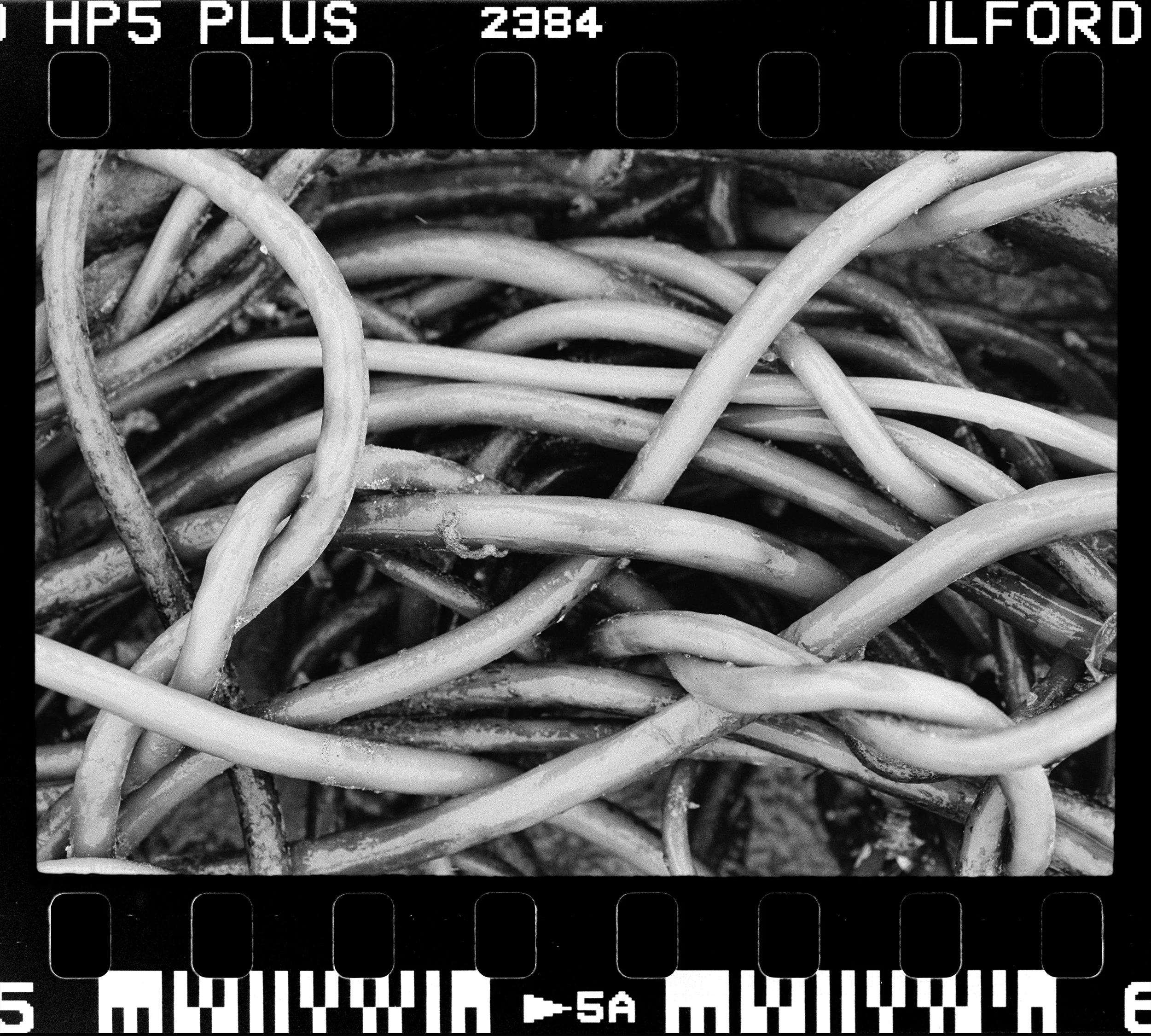 Close-up of a tangled, black and white wire mesh or fence with a barcode and the text 'HP5 PLUS 2384 ILFORD' at the top.