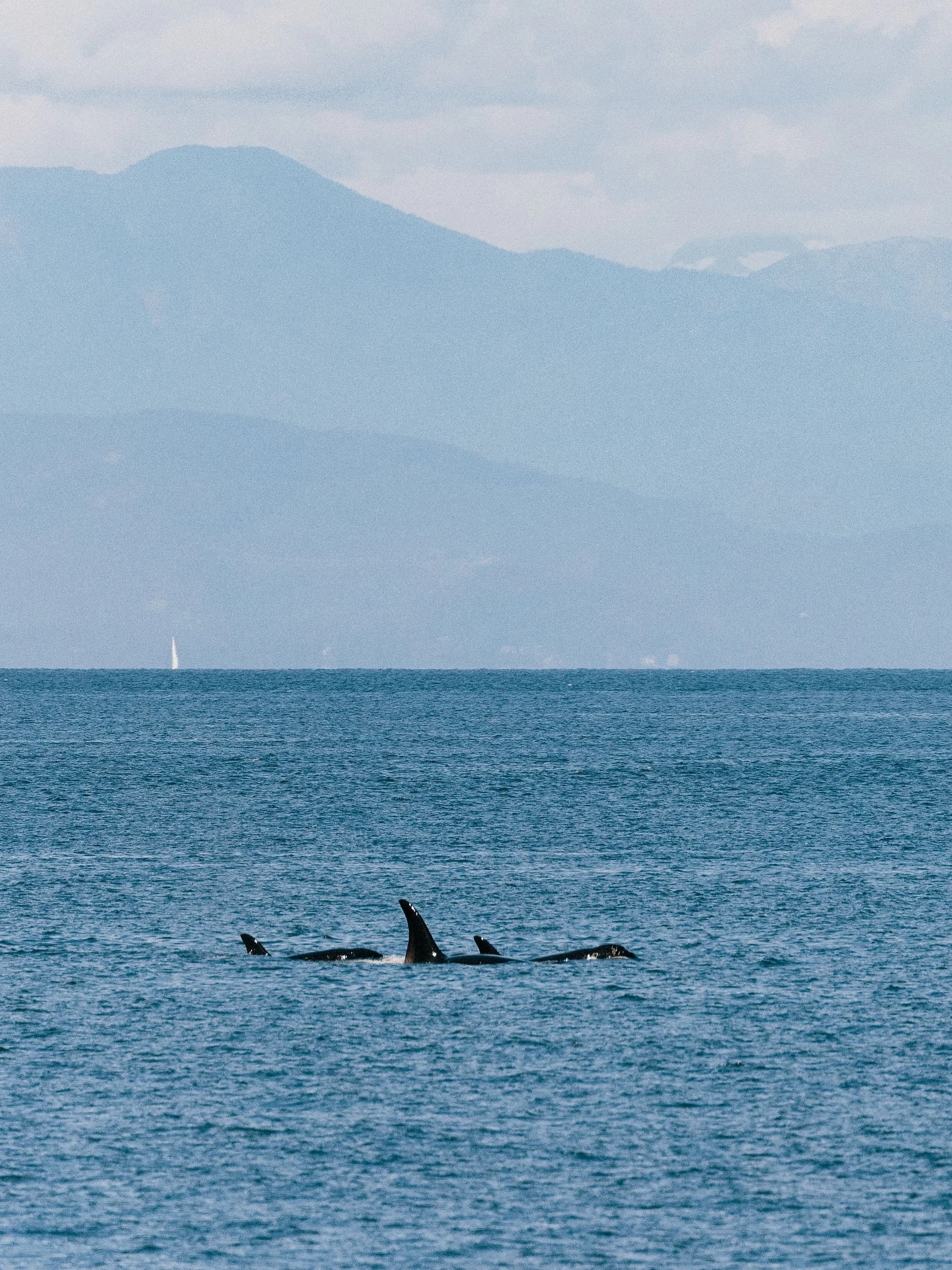 20250702-RFerand_20250702_R5_9193-DxO_Orcas - Brickyard_SD.jpg