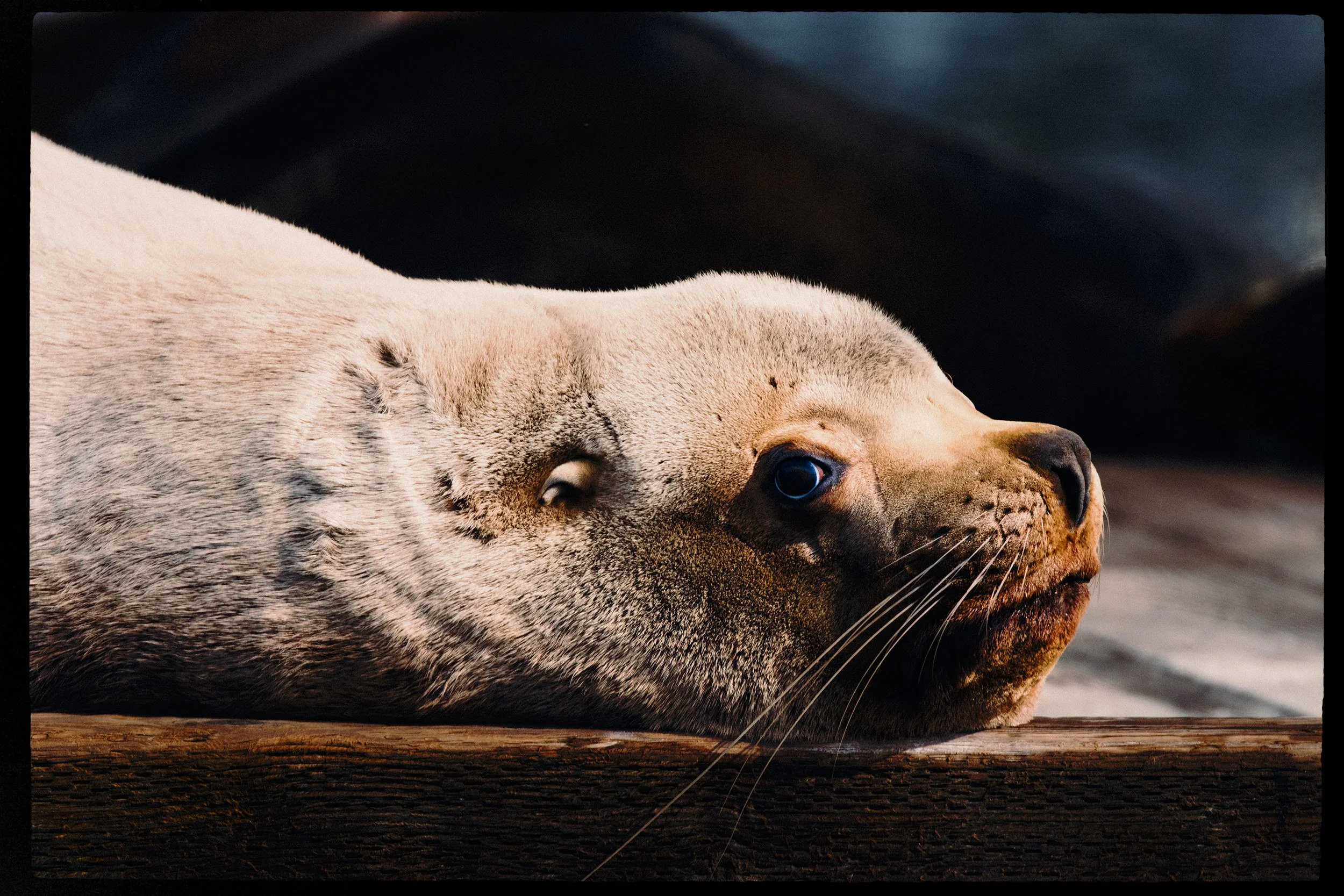 260322-RF-A3-0558-Sea-Lions-Fords-Cove-HD.jpg