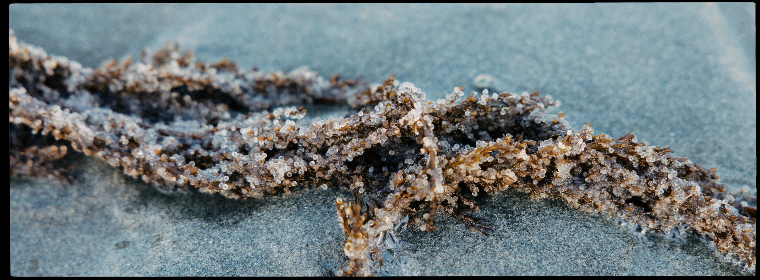RFerand-20230315_R5_1146-Pacific-Herring-Spawn.jpg