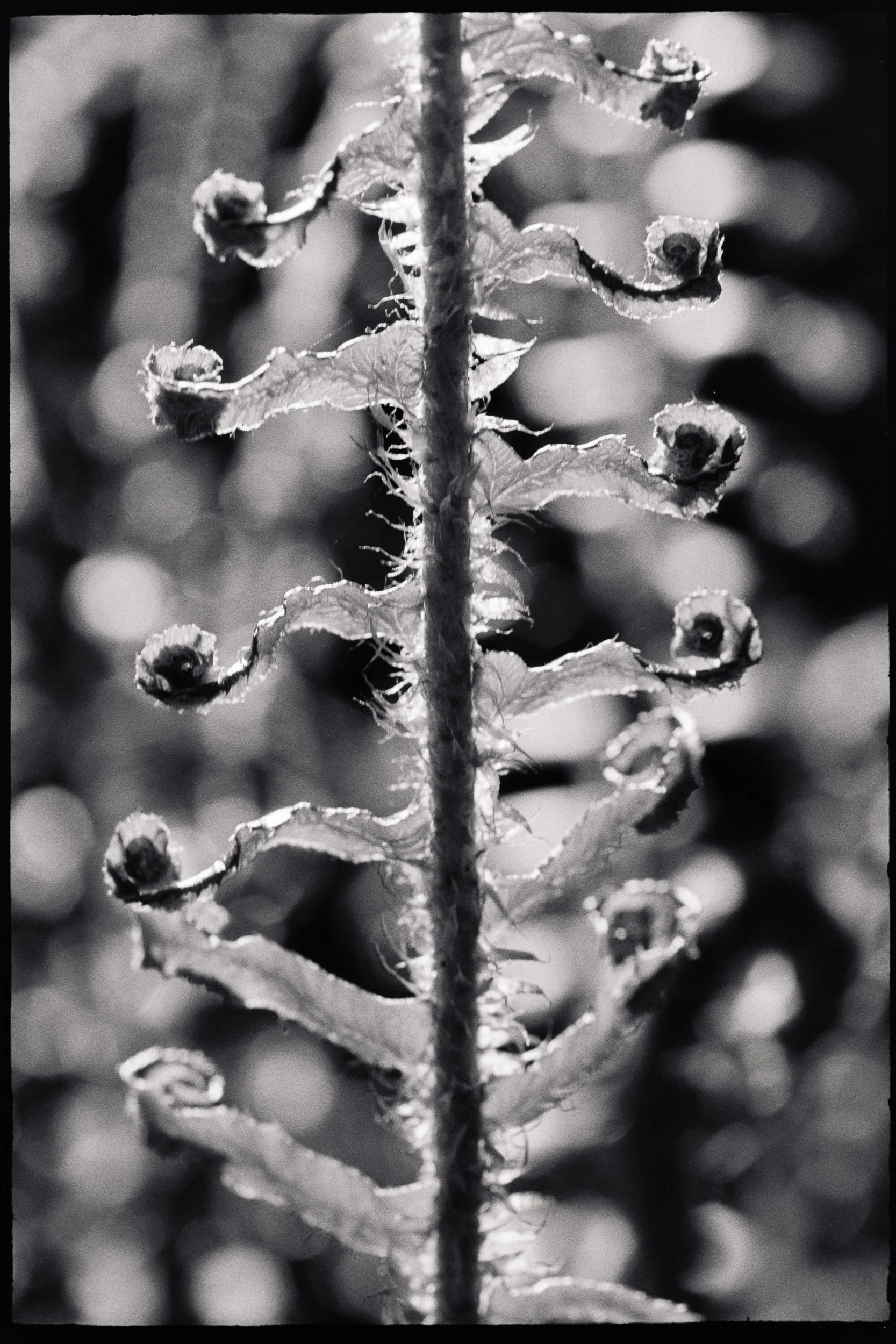RFerand_BnW79_Elan7_FP4 (El800)_04-Details on Cable Bay Trail-SD.jpg