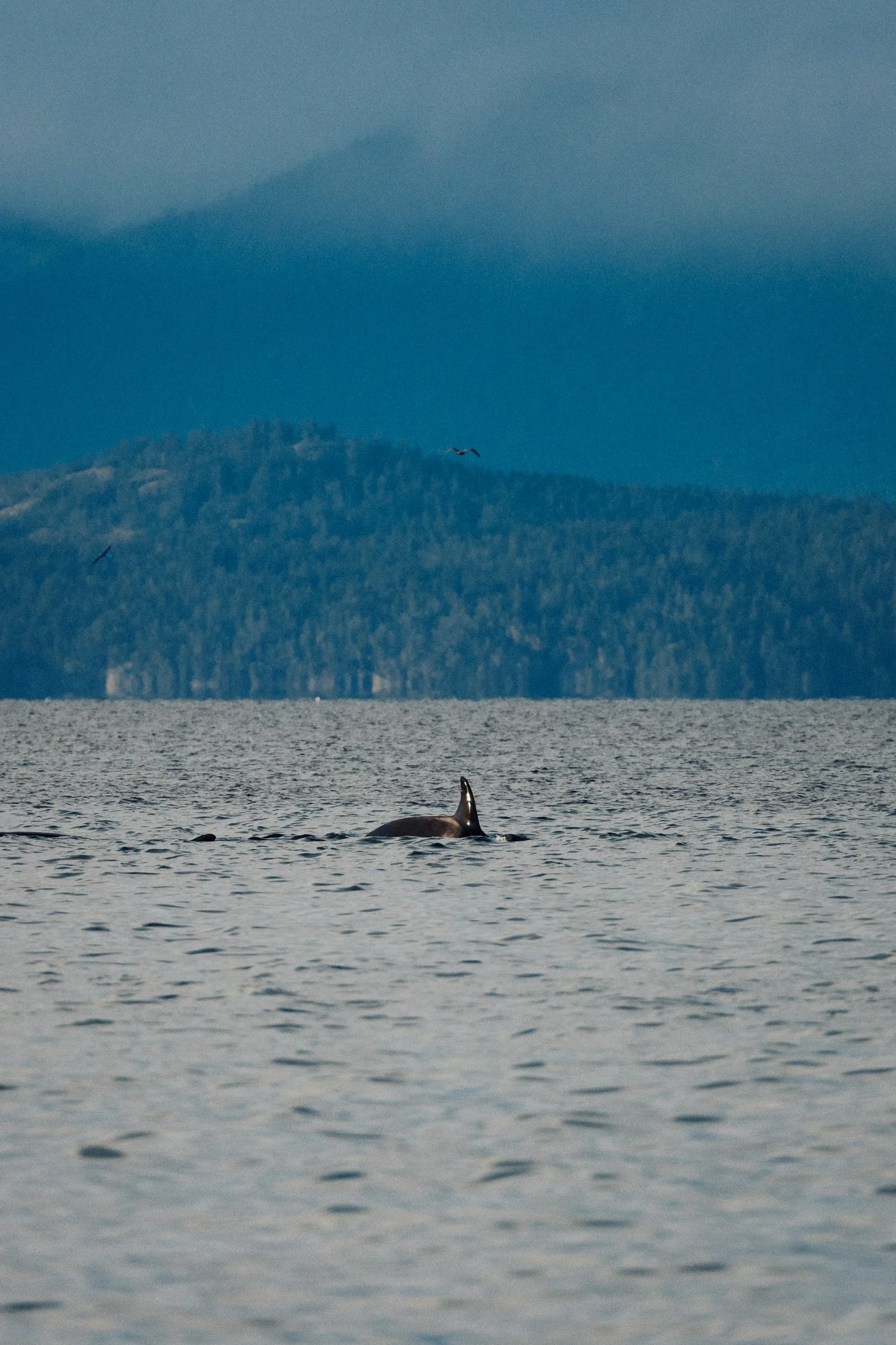 RFerand_20250313_R5_2395_Cottam Point - Nanoose Bay_SD.jpg