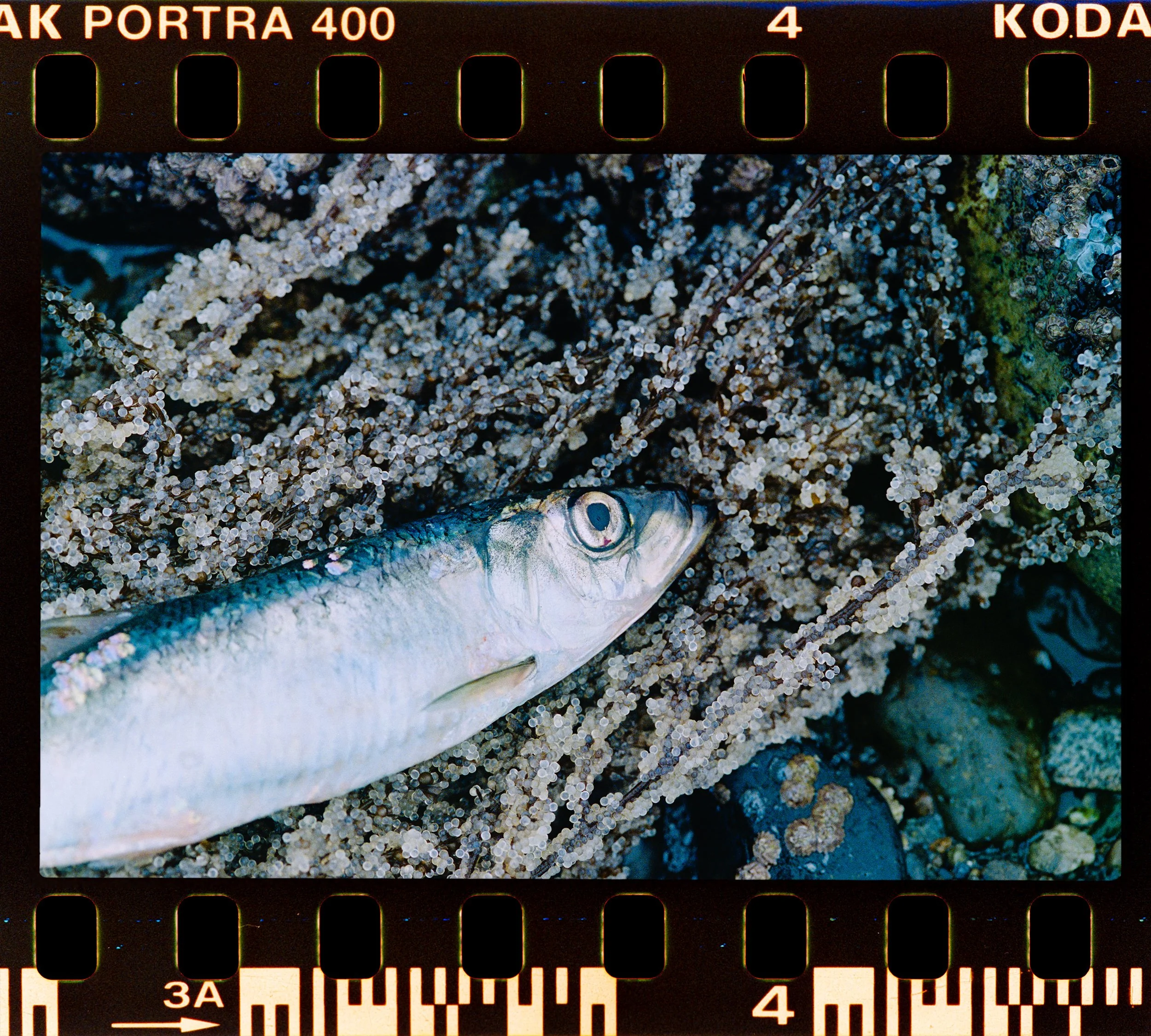 C134-Elan7-Portra400(Ei800)-11-Herring Spawn - Lantzville-HD.jpg