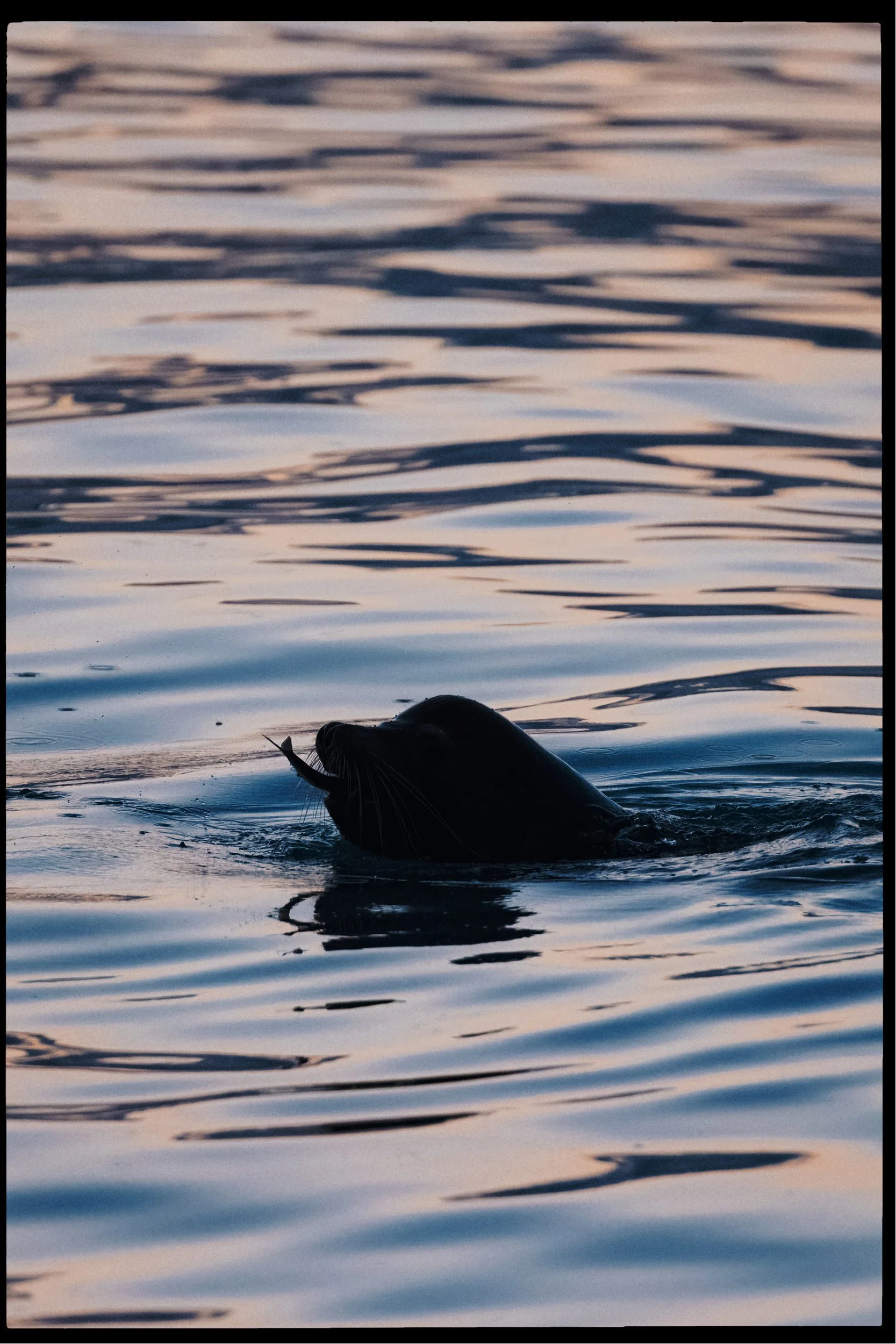 RFerand_20250313_R5_2833-CR3_dxo-Cottam Point - Nanoose Bay-HD.jpg