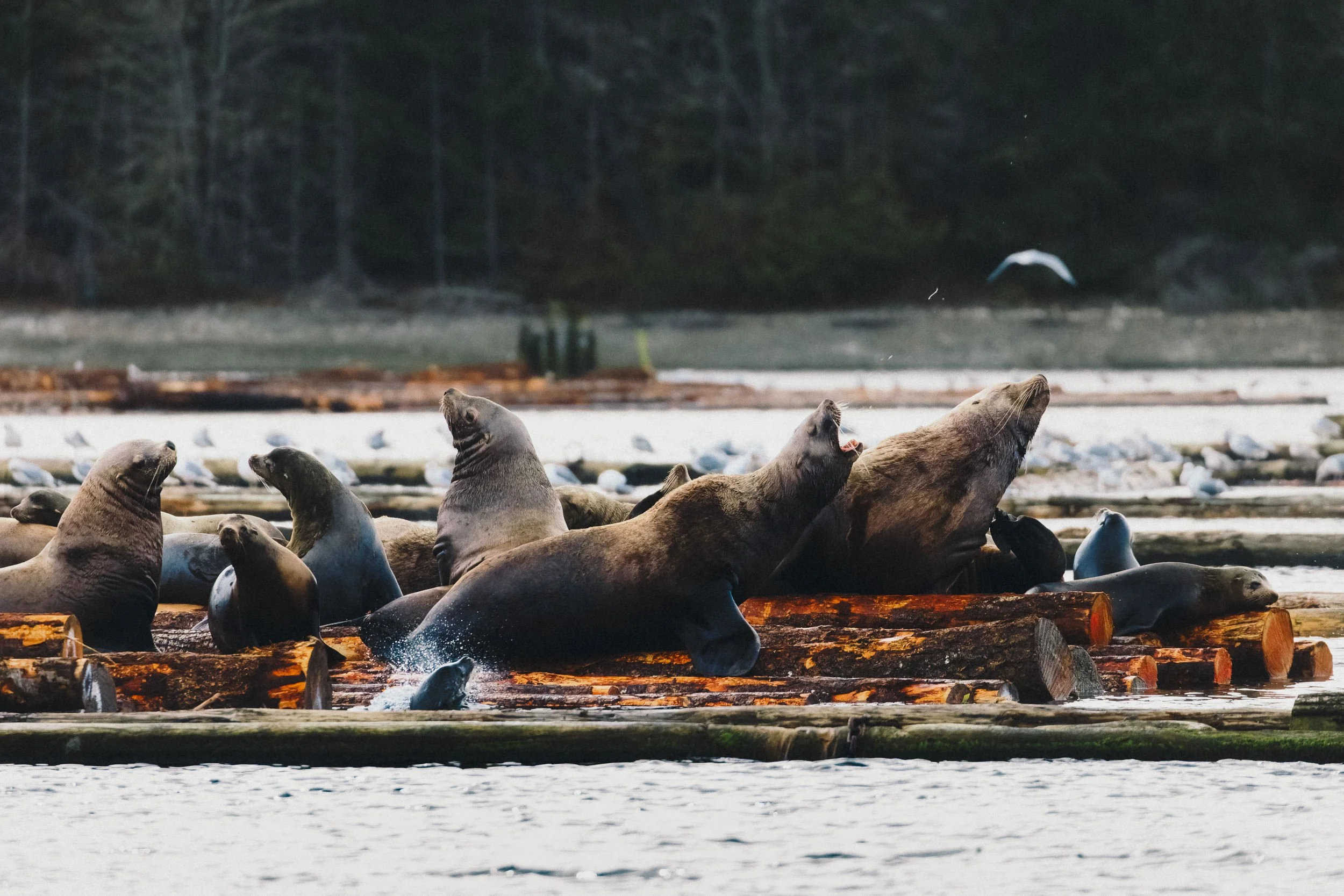 RFerand_20250310_R5_8885-CR3_dxo_Haida Gold_SD_WEB.jpg