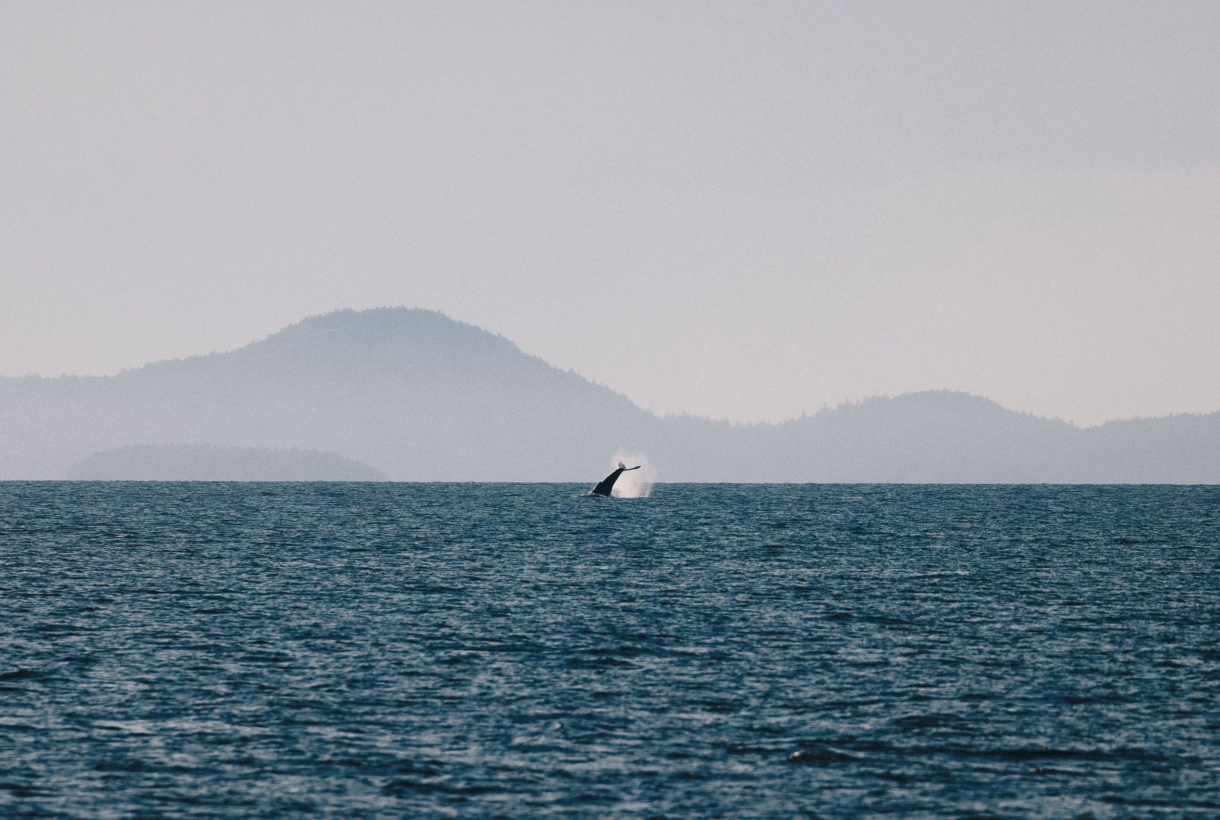 20250702-RFerand_20250702_R5_9265-DxO_Humpbacks - Neck Point Park_SD.jpg