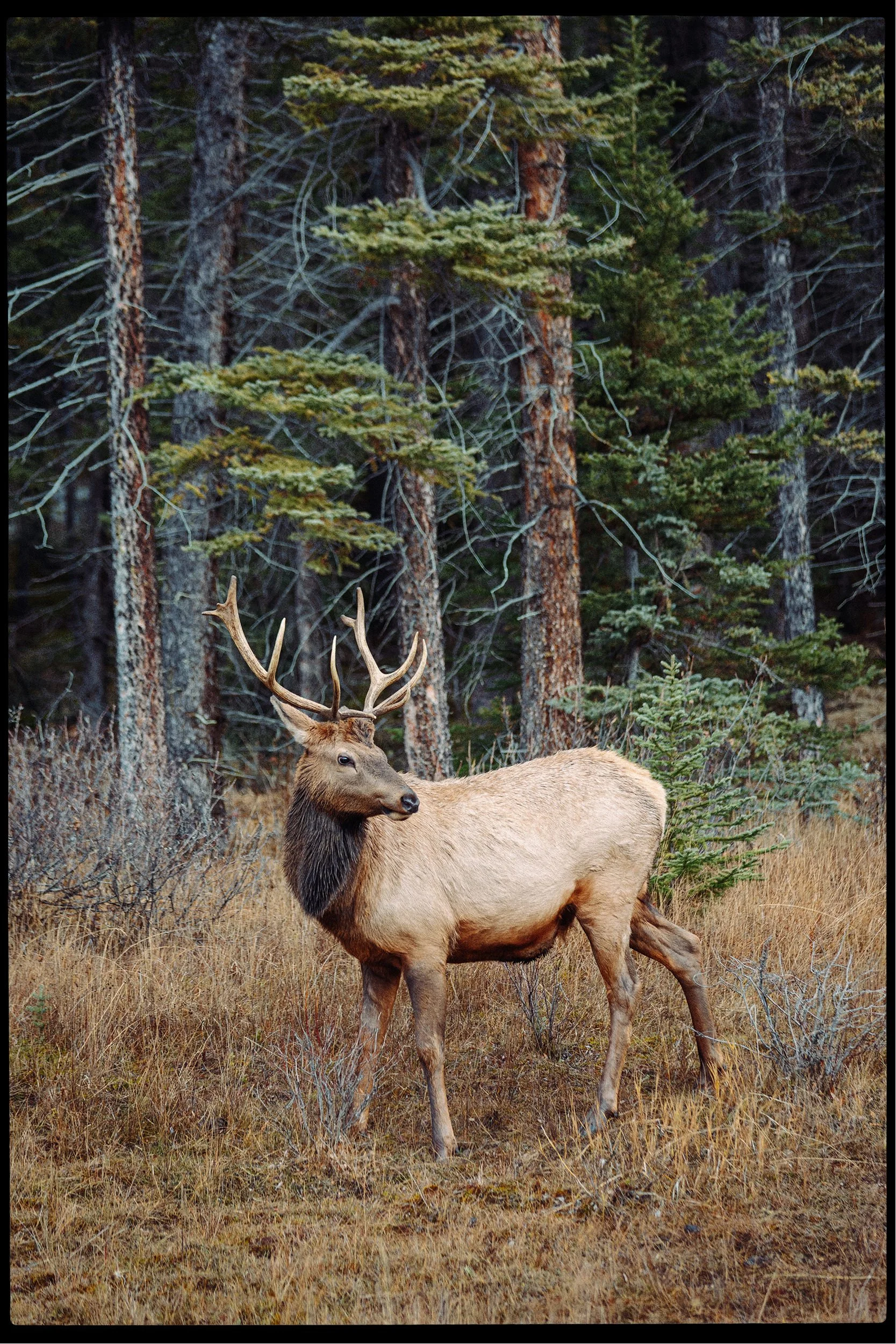 RFerand-20181029__RF_0030-DNG_DxO-Bow Valley Parkway-HD.jpg