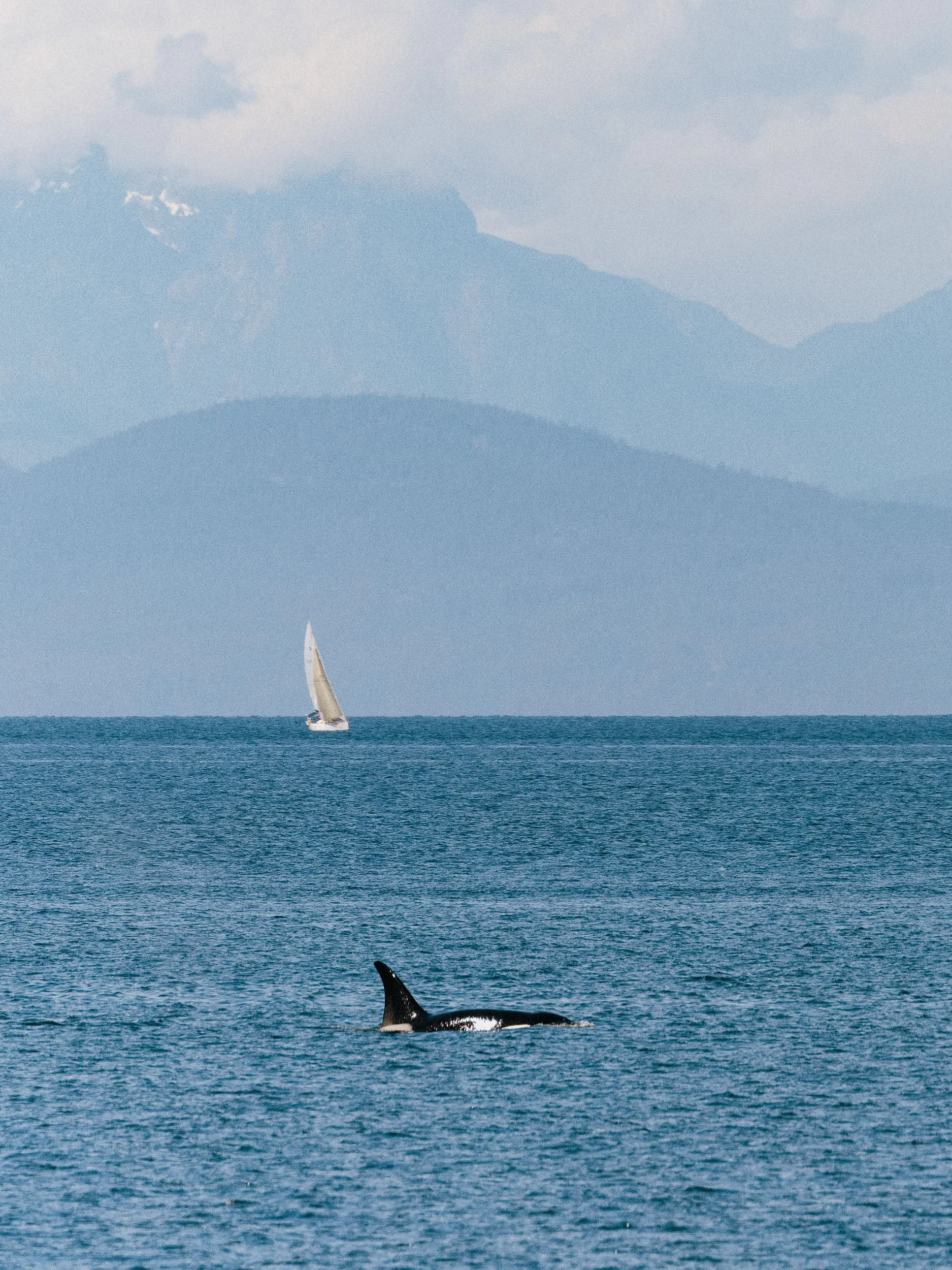 20250702-RFerand_20250702_R5_9249-DxO_Orcas - Brickyard_SD.jpg