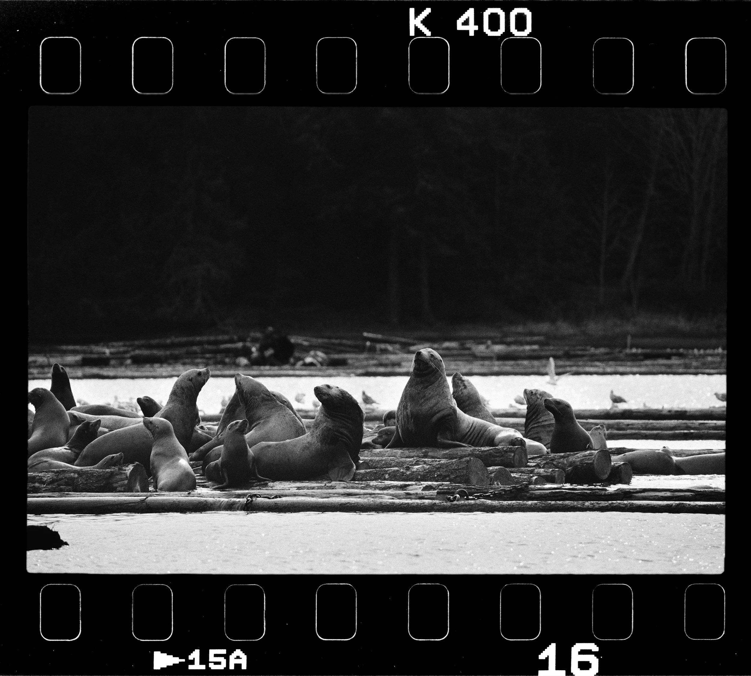 RFerand_BnW75_Elan7_Pan400(800iso)_34-Herring Spawn with Haida Gold-HD.jpg