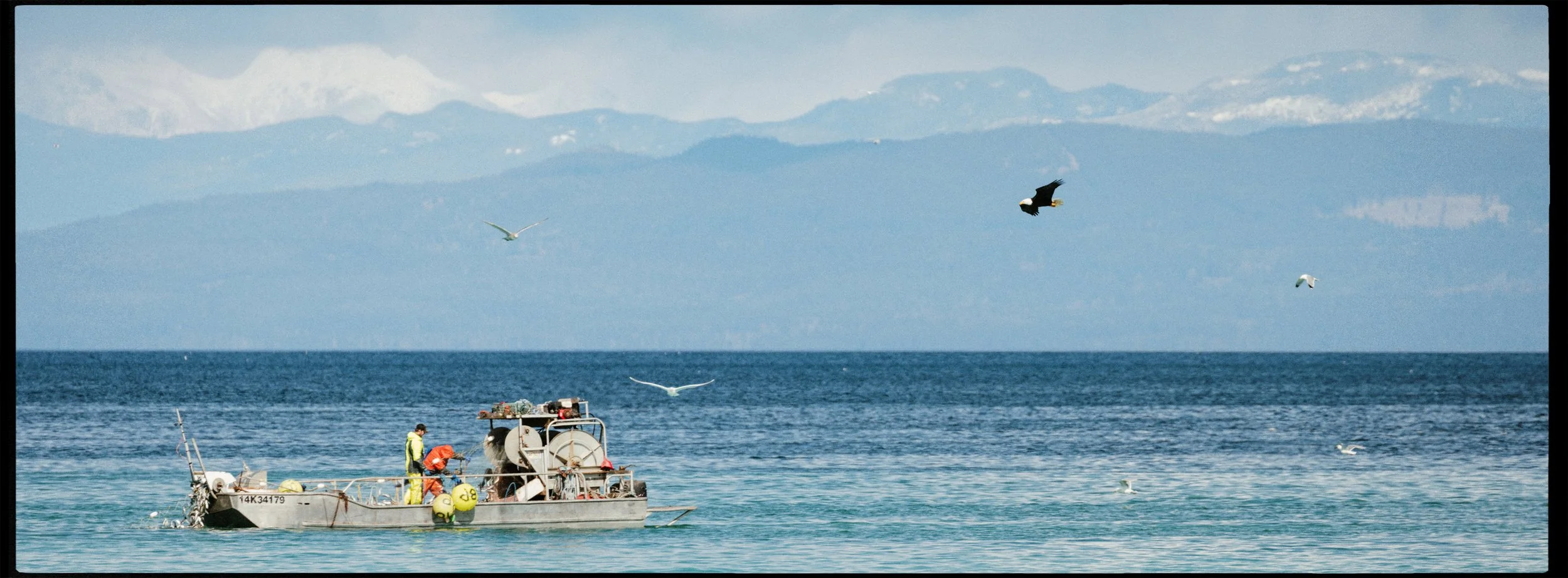 RFerand-20230315_R5_0872-Pacific-Herring-Spawn.jpg