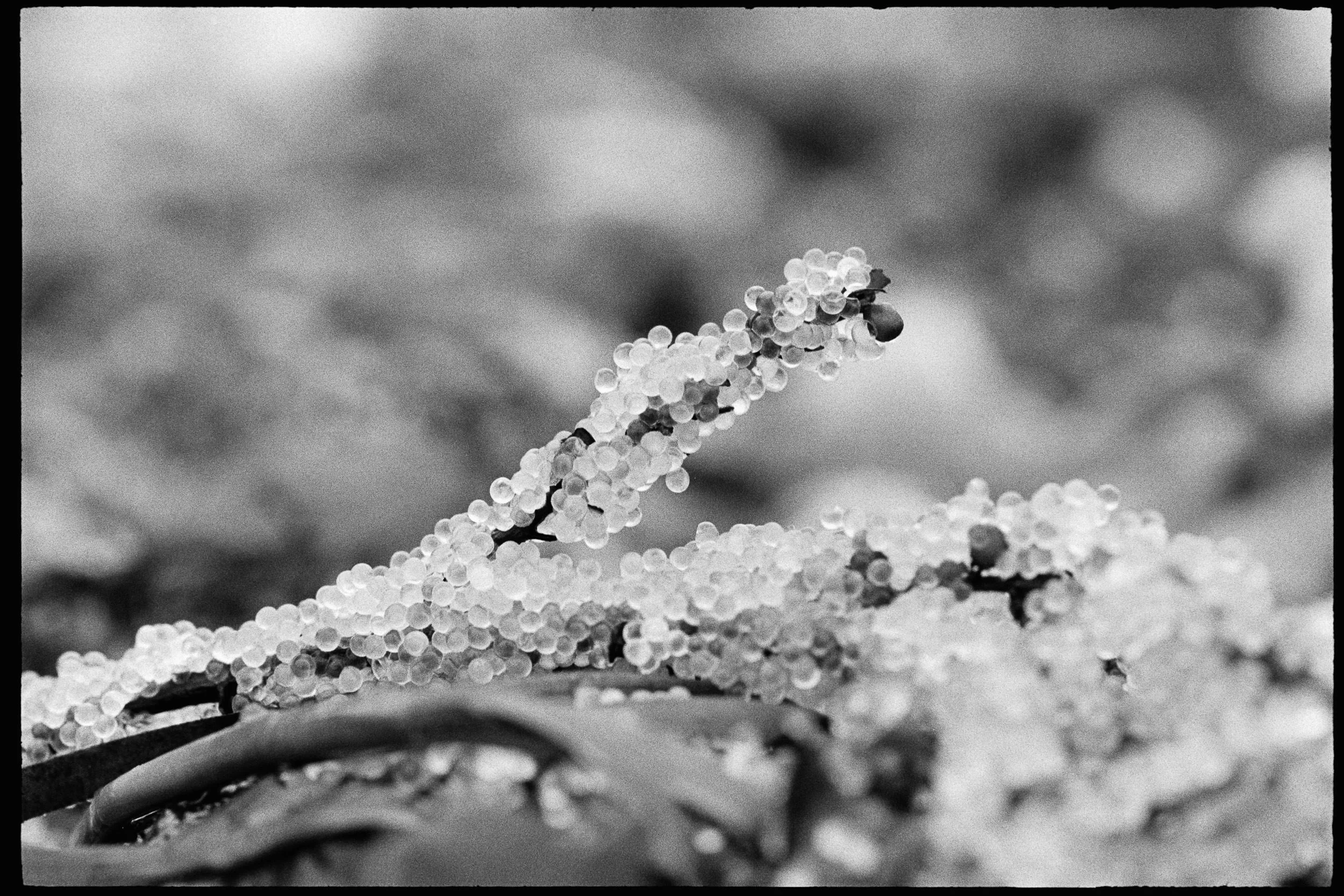 RFerand_BnW73_Elan7_HP5_27-Herring Roe - Kye Bay-SD.jpg