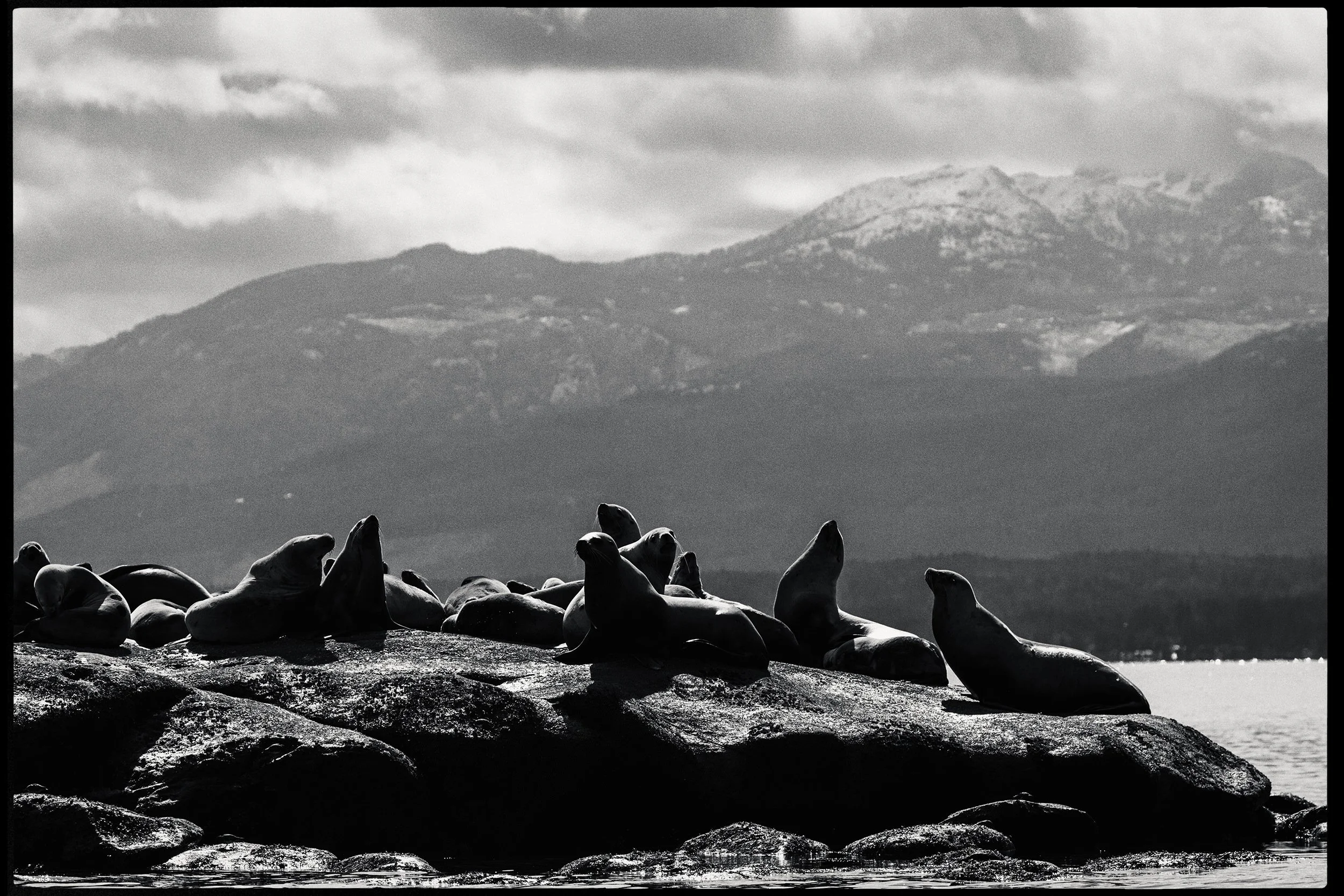 RFerand-260322-RF-A1-9987-Edit-Sea-Lion-Norris-Rock-HD.jpg