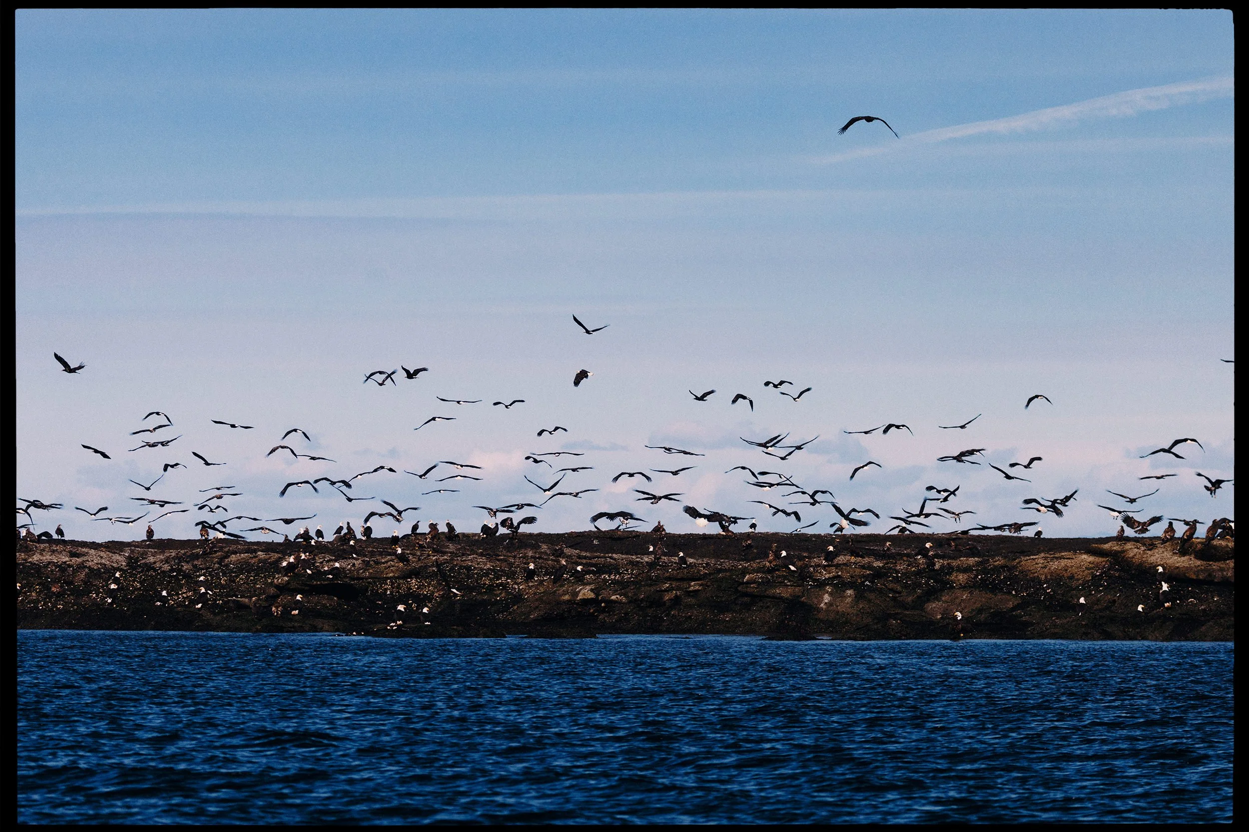 260322-RF-A2-0235-Bald-Eagles-Flora-Islet-HD.jpg
