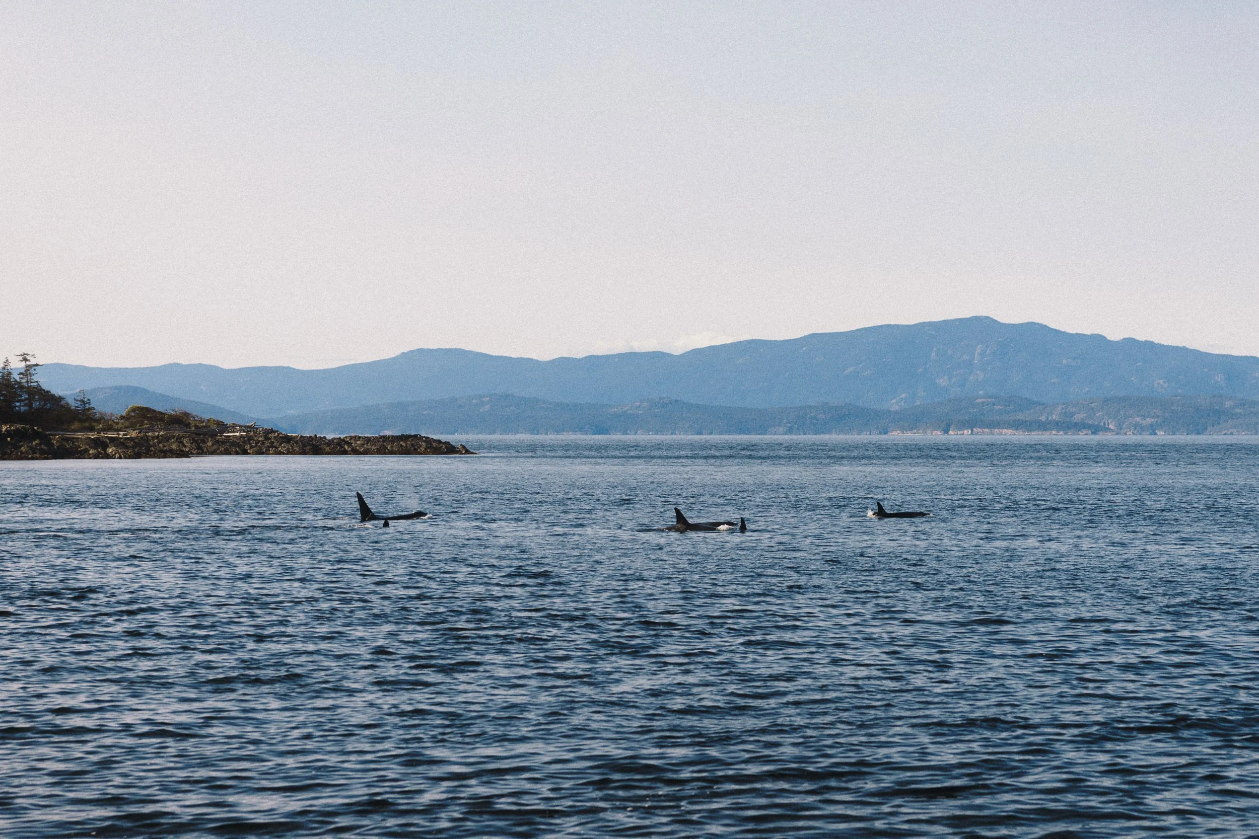 RFerand_20250422_R5_6632_SRKW at Beachcombers_SD.jpg