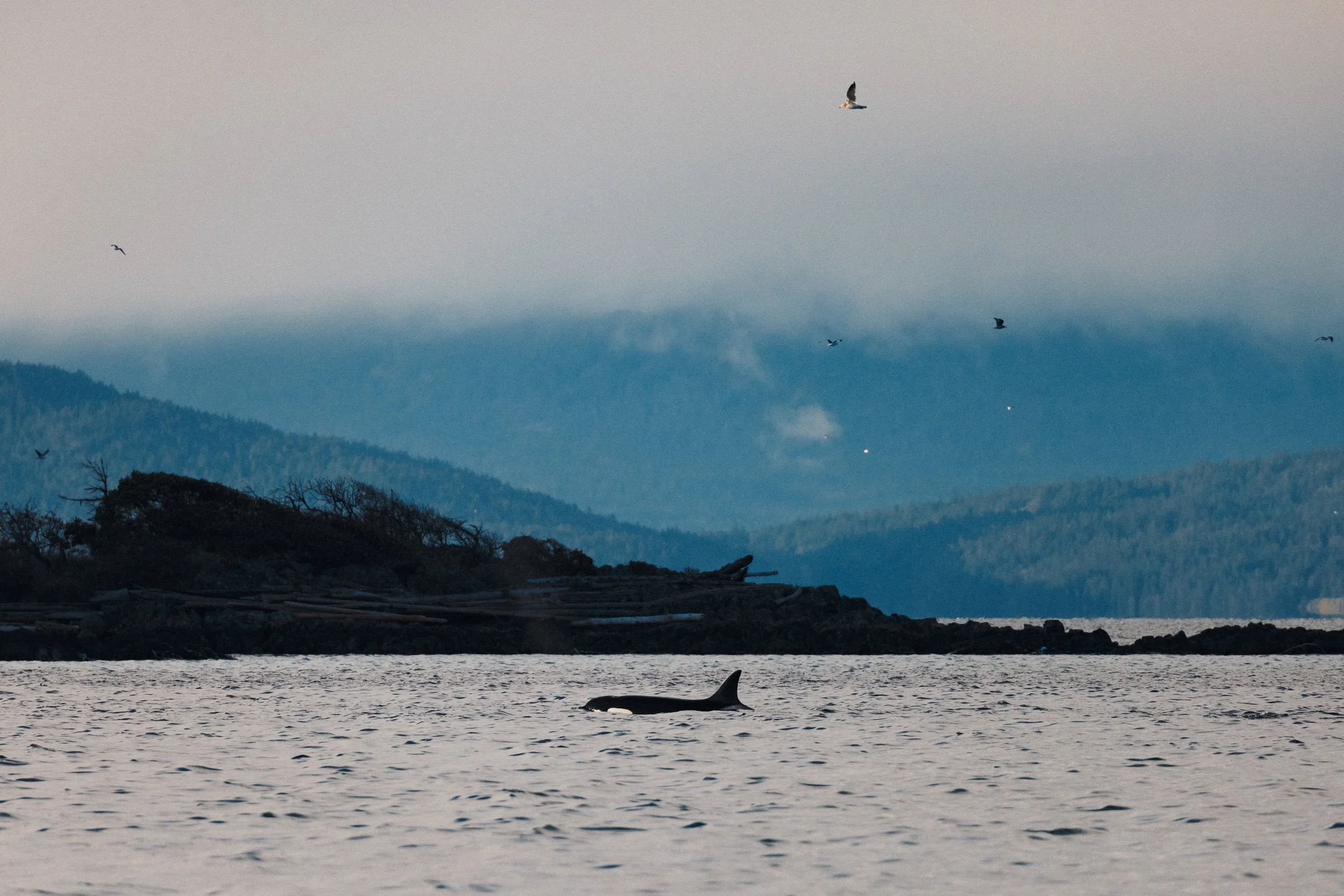 RFerand_20250313_R5_2445_Cottam Point - Nanoose Bay_SD.jpg