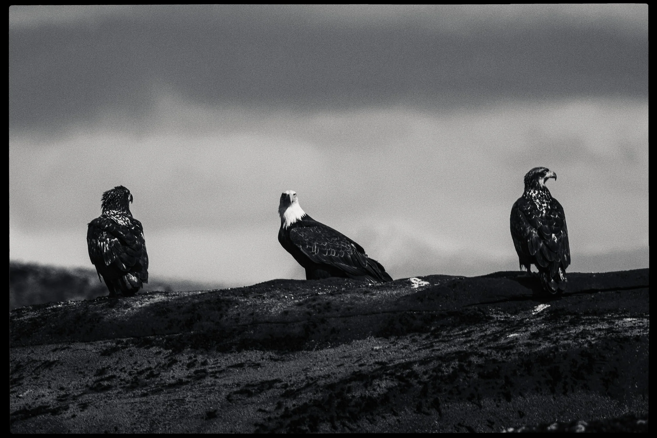 260322-RF-A3-0459-Edit-Bald-Eagles-Flora-Islet-HD.jpg