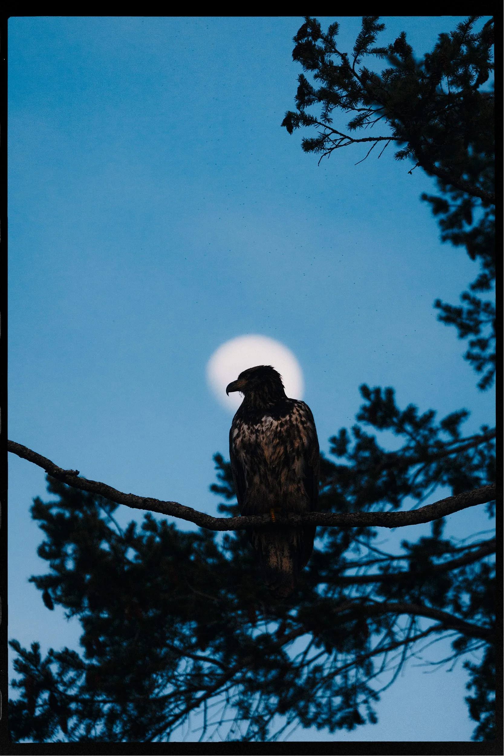 RFerand_20250408_MG_3428-Bald Eagle, Madrona Point-HD.jpg