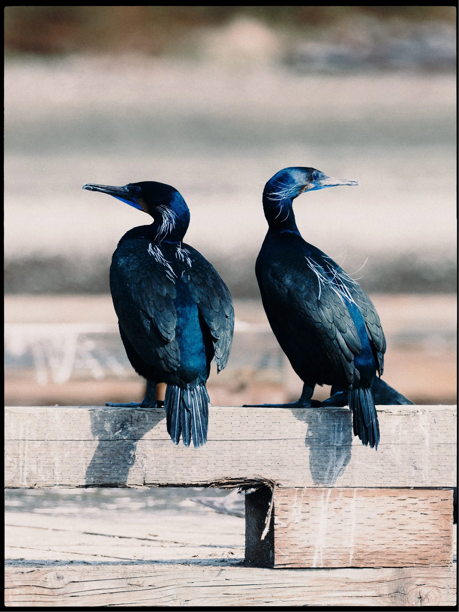 260322-RF-A3-0847-DxO-Cormorants-Fords-Cove-HD.jpg