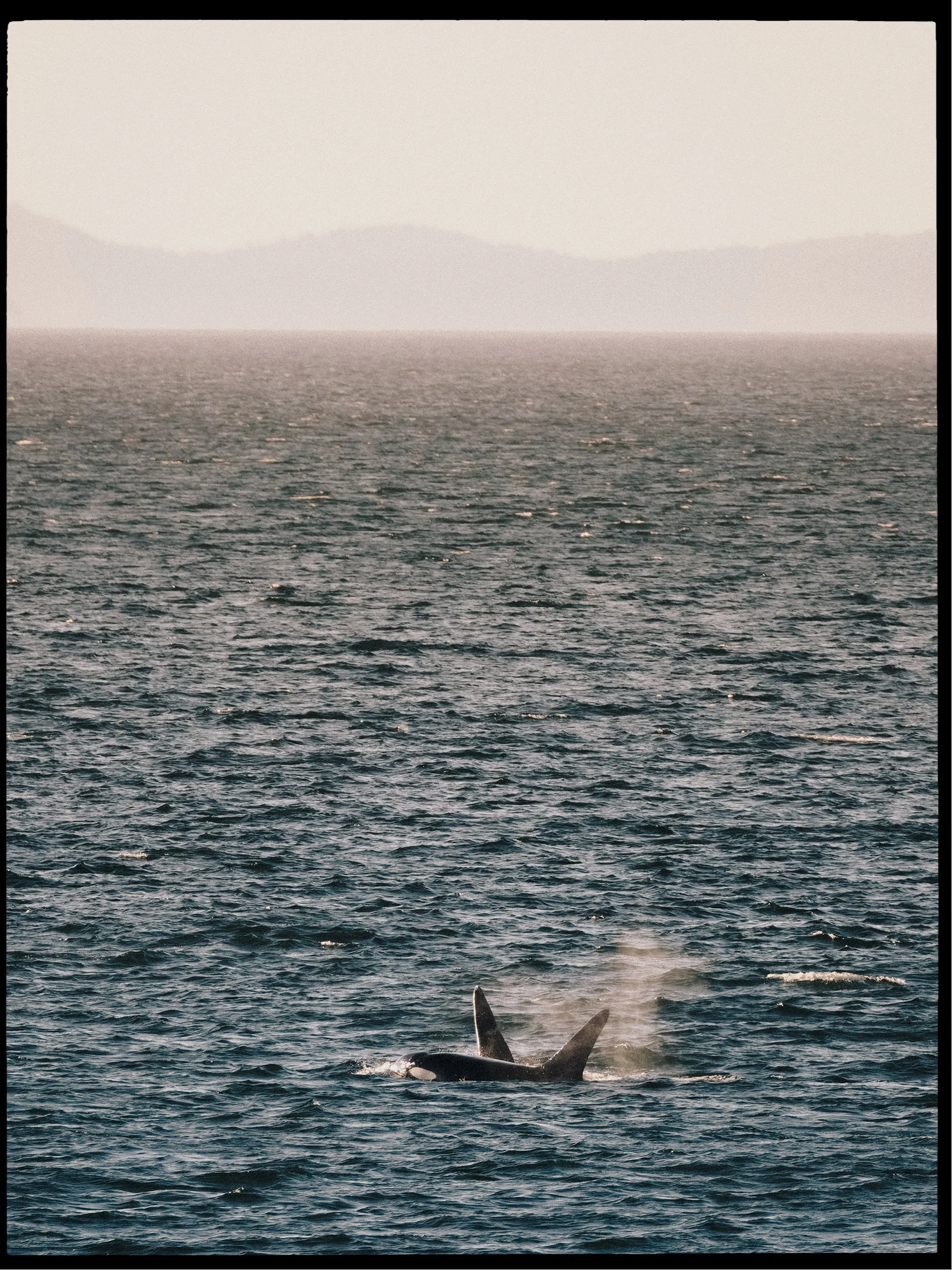 RFerand_20250716_R5_9959-DxO-Biggs Killer Whales - Rocky Point-HD.jpg