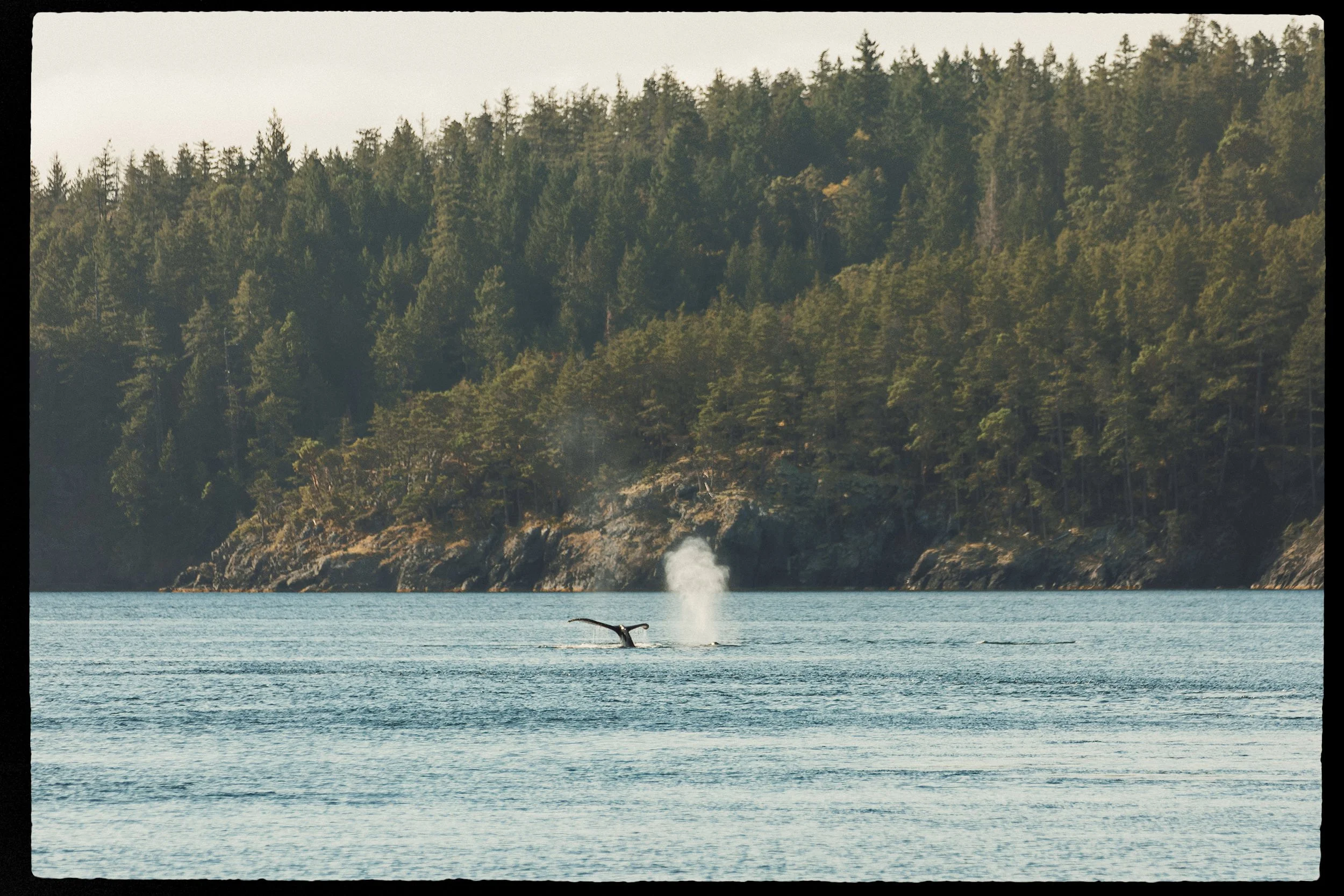 RFerand-20190902__C5D2410-DNG_DxO-Sunshine Coast BC-HD.jpg