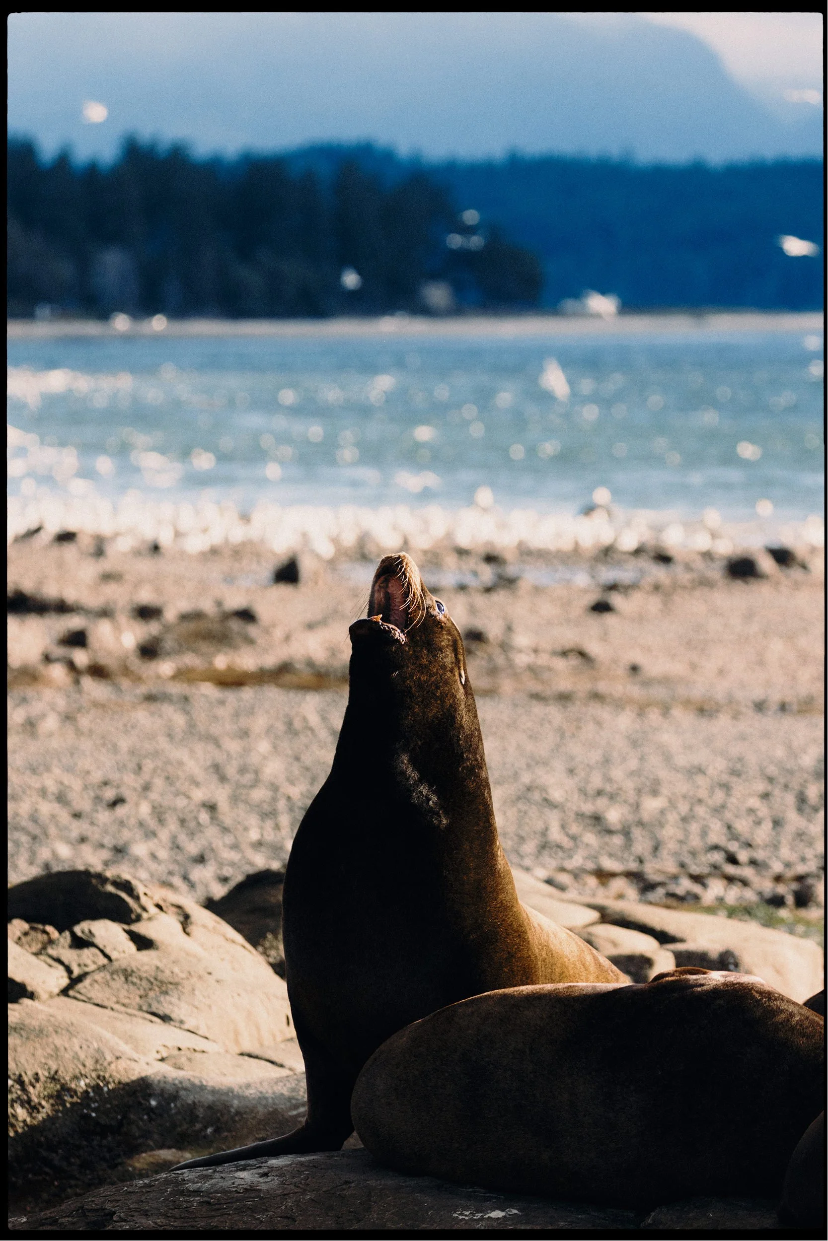 260307_RF_A_5283-Steller and Californian Sea Lions-HD.jpg