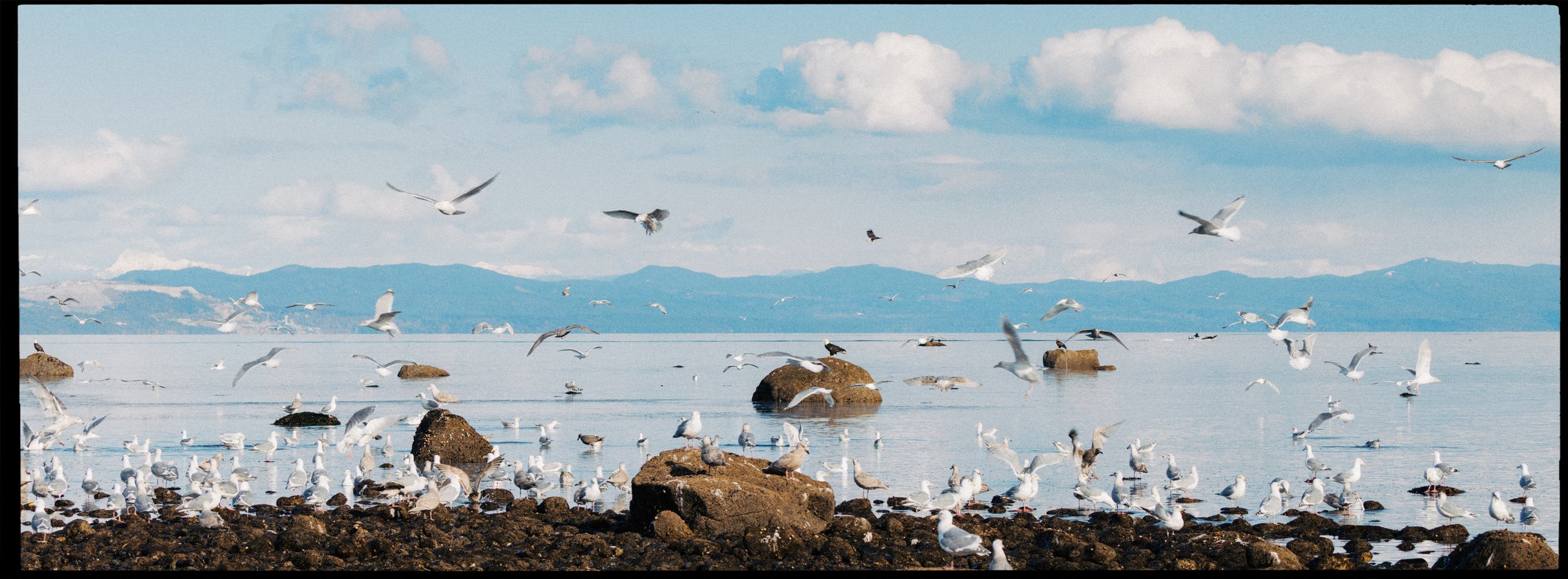 RFerand-20230315_R5_0991-Pacific-Herring-Spawn.jpg